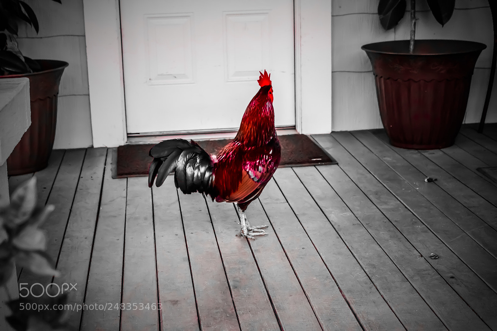 Canon EOS 1300D (EOS Rebel T6 / EOS Kiss X80) sample photo. Red rooster photography