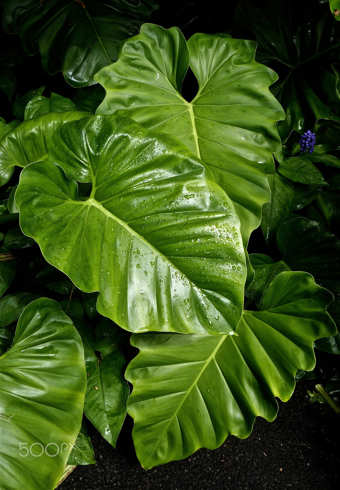 Panasonic Lumix DMC-FZ47 (Lumix DMC-FZ48) sample photo. Glossy philodendren leaves photography