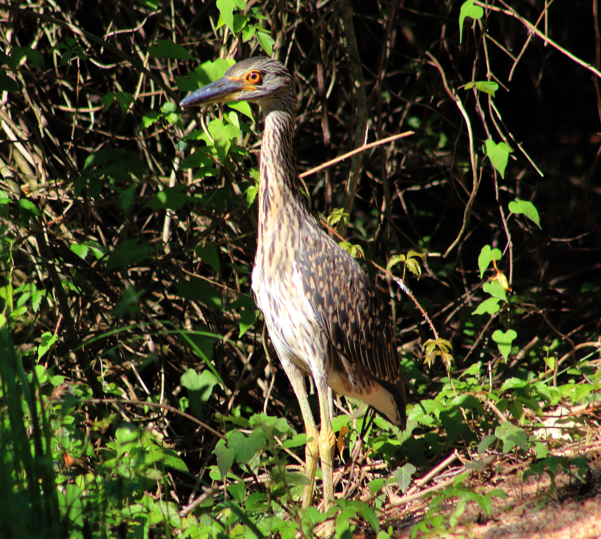 Canon EF 75-300mm f/4-5.6 sample photo. Yellow crowned night heron photography