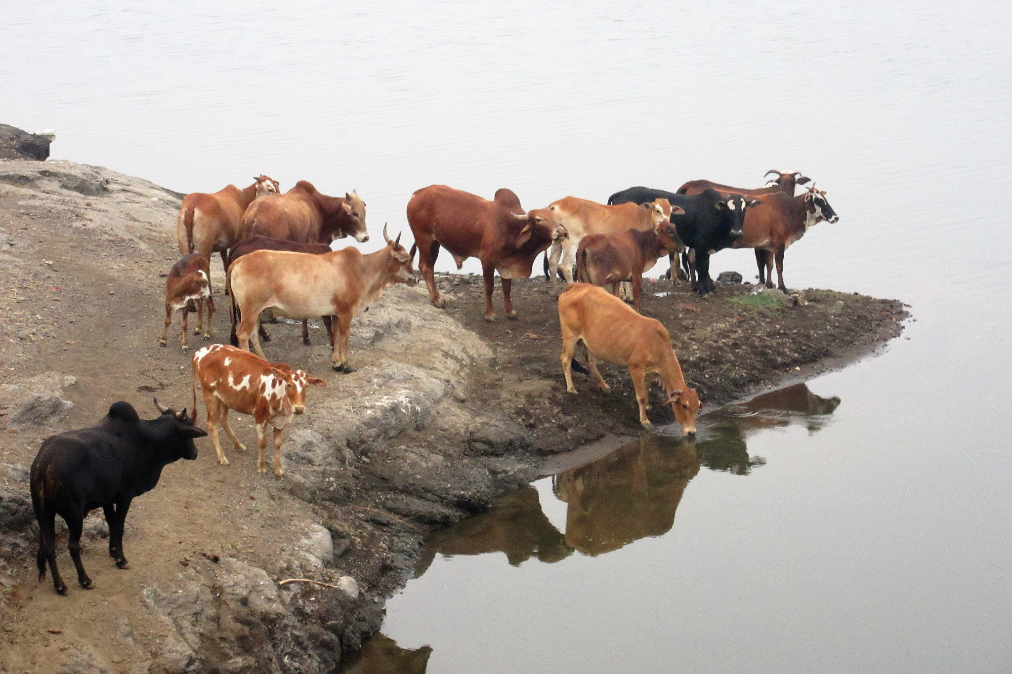 Canon PowerShot SX600 HS sample photo. Thirsty cow photography