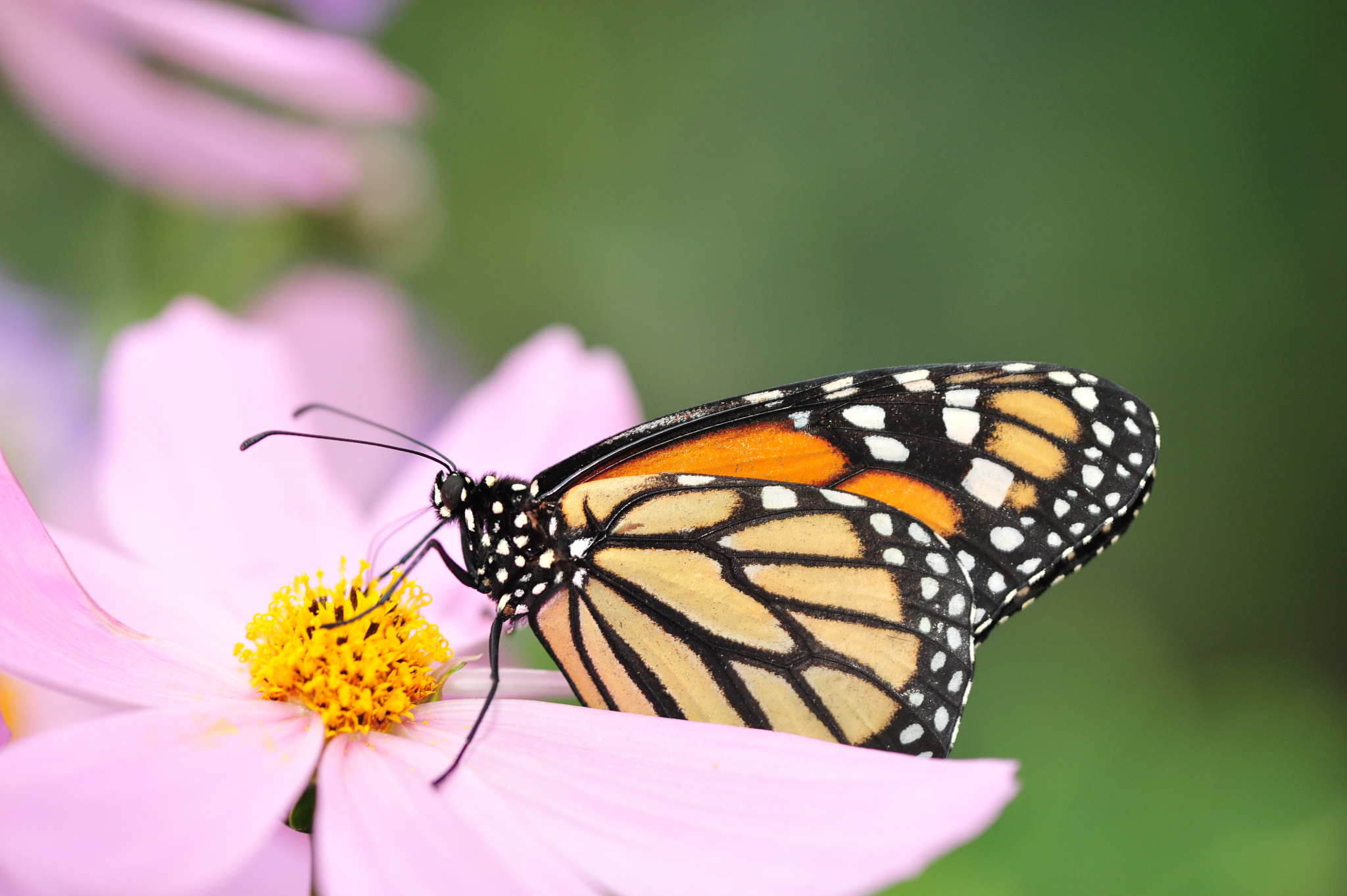 Nikon D700 + Nikon AF-S Micro-Nikkor 105mm F2.8G IF-ED VR sample photo. Monarch butterfly photography