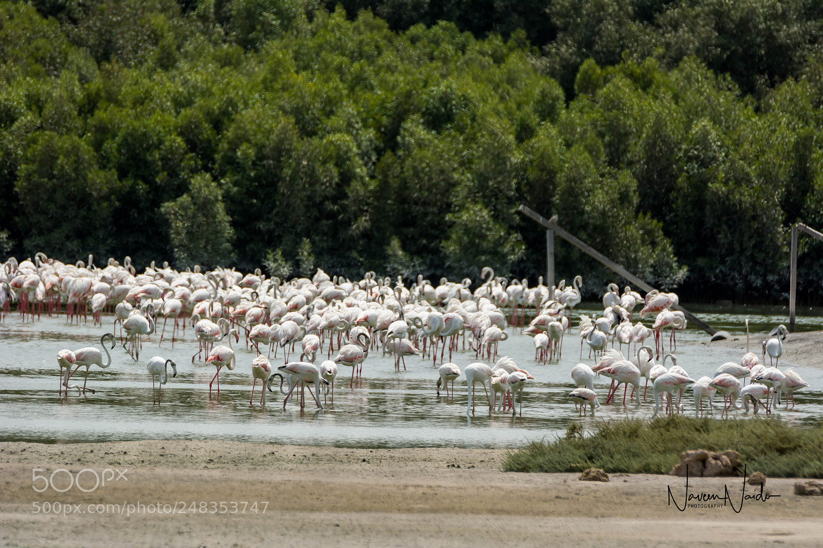 Nikon D5200 sample photo. Flamingoes photography