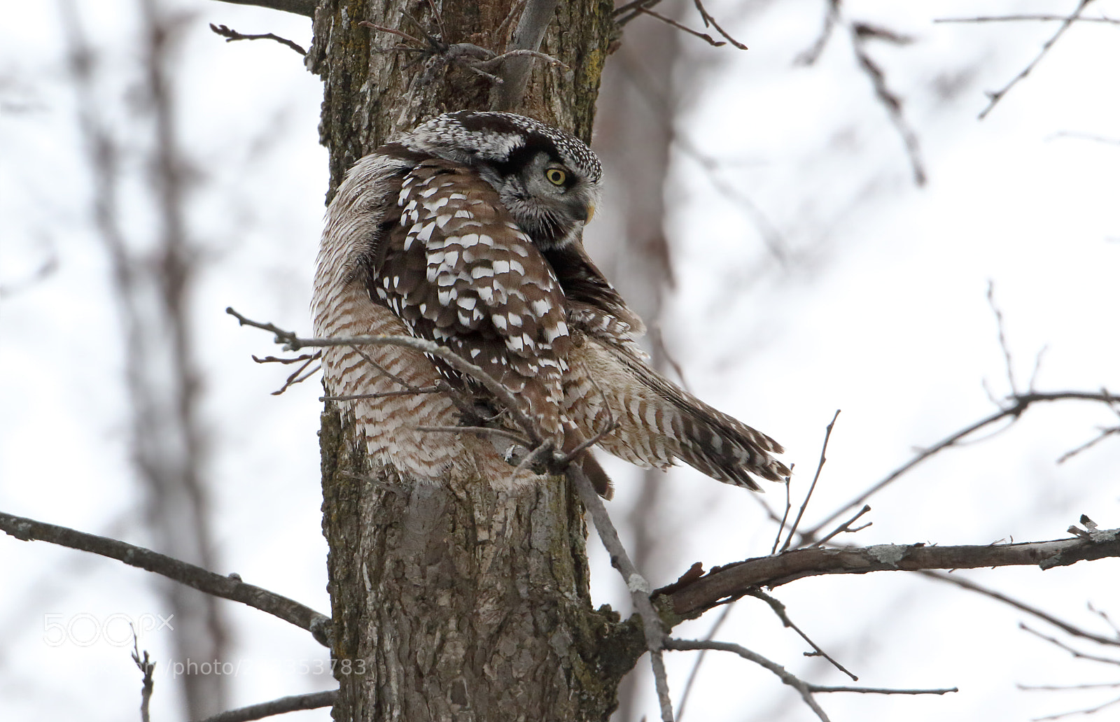 Canon EOS 7D Mark II sample photo. Northern hawk owl photography