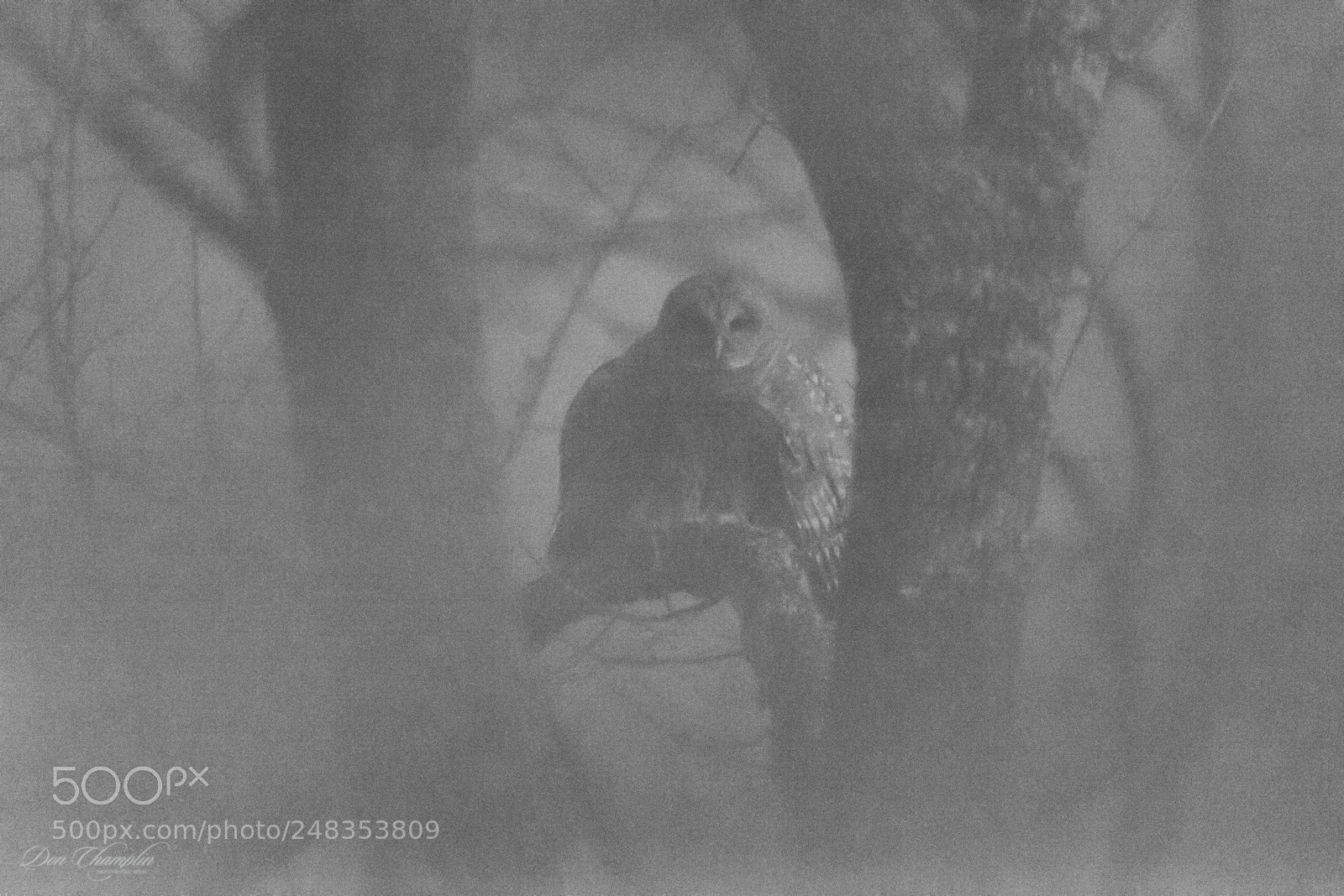 Sony a7R sample photo. Barred owl ir photography