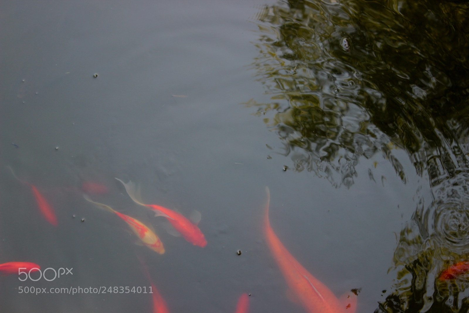 Canon EOS 600D (Rebel EOS T3i / EOS Kiss X5) sample photo. Naranjas photography