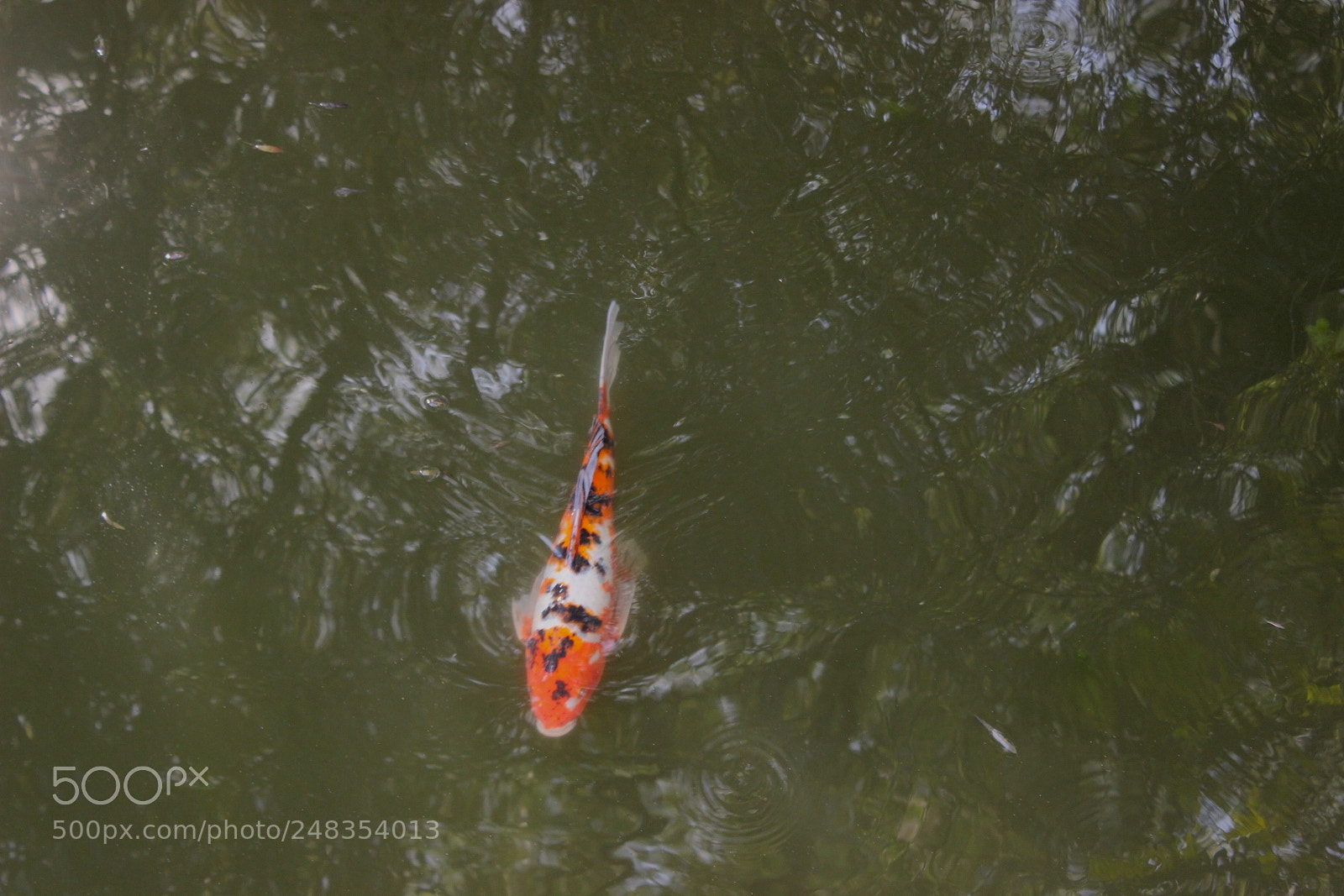 Canon EOS 600D (Rebel EOS T3i / EOS Kiss X5) sample photo. Solito photography