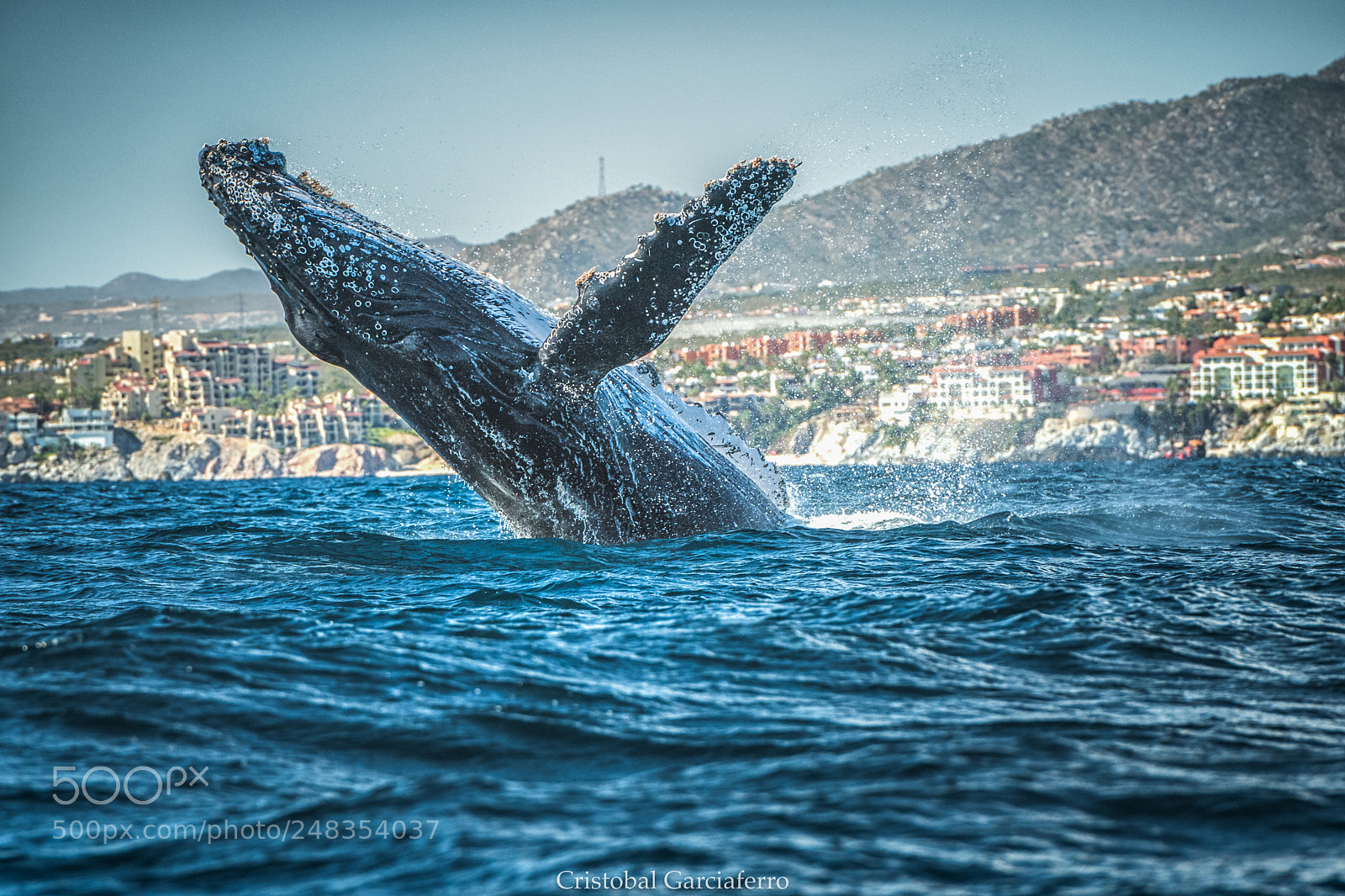 Nikon D5 sample photo. Yubarta whale dancing photography