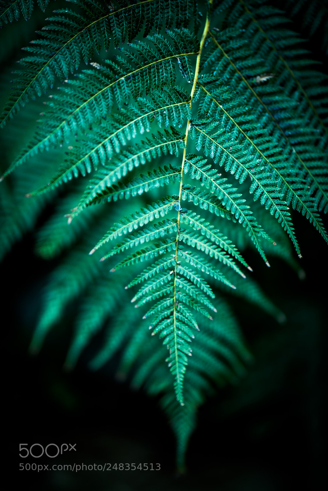 Nikon D810 sample photo. Australian fern photography
