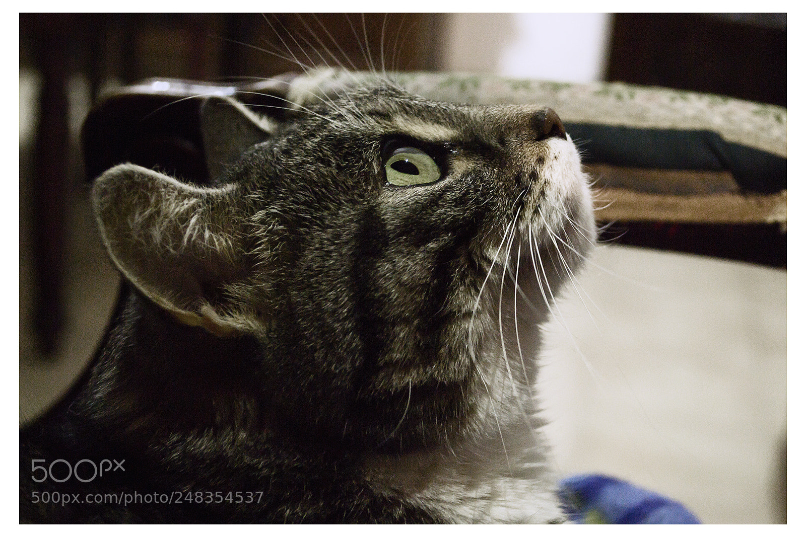 Nikon D3100 sample photo. Pilla photography