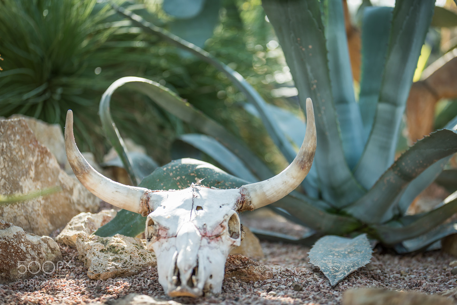 Nikon D810 sample photo. Cattle skull photography