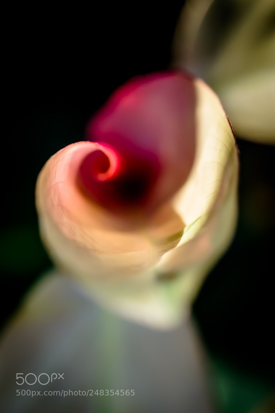 Nikon D810 sample photo. Curled leaf photography