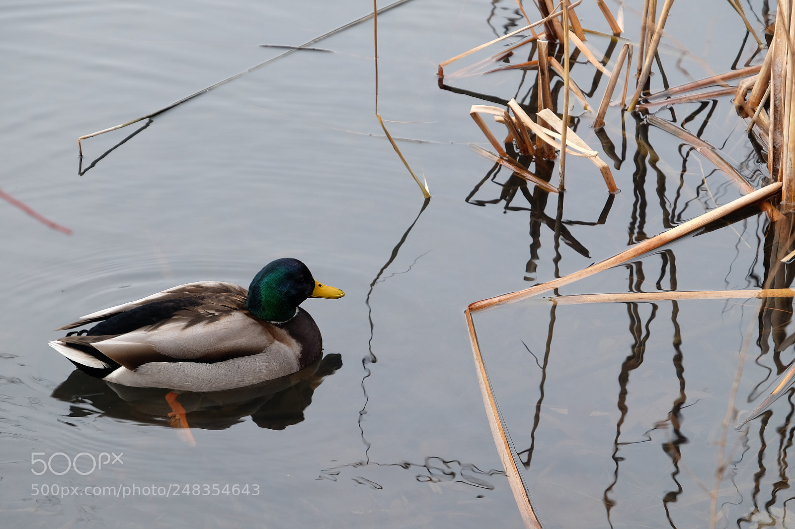 Fujifilm X-T1 sample photo. Duck-high park photography