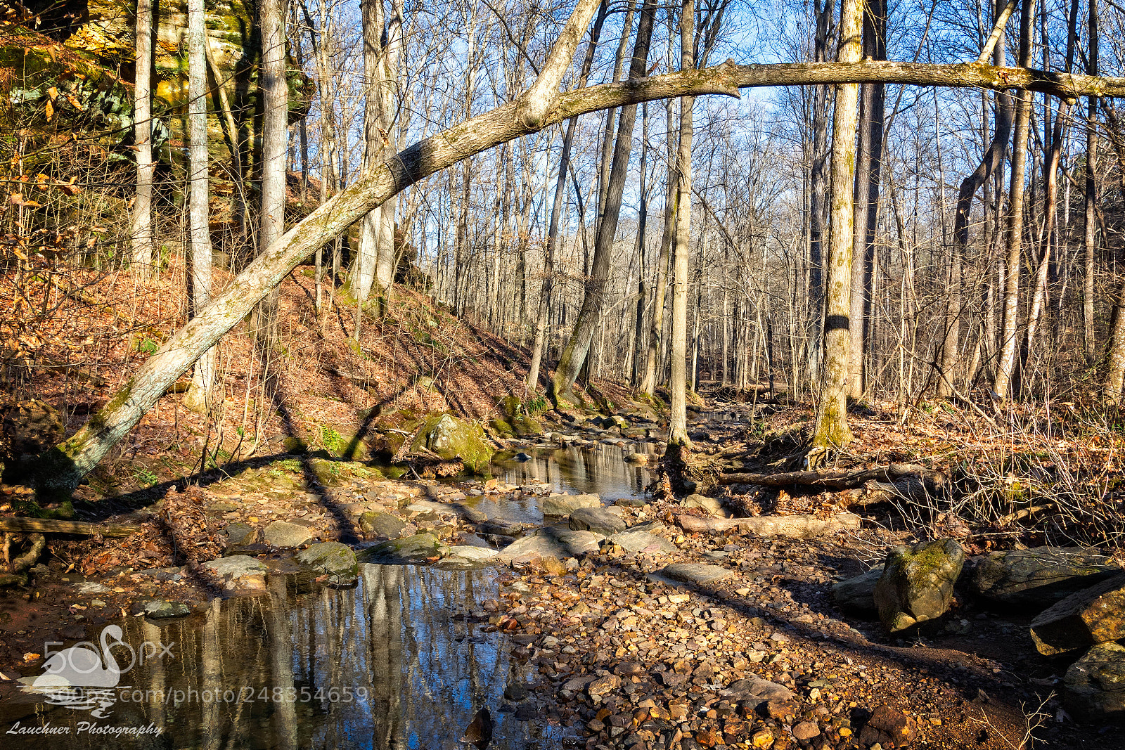Nikon D5200 sample photo. Arching tree photography