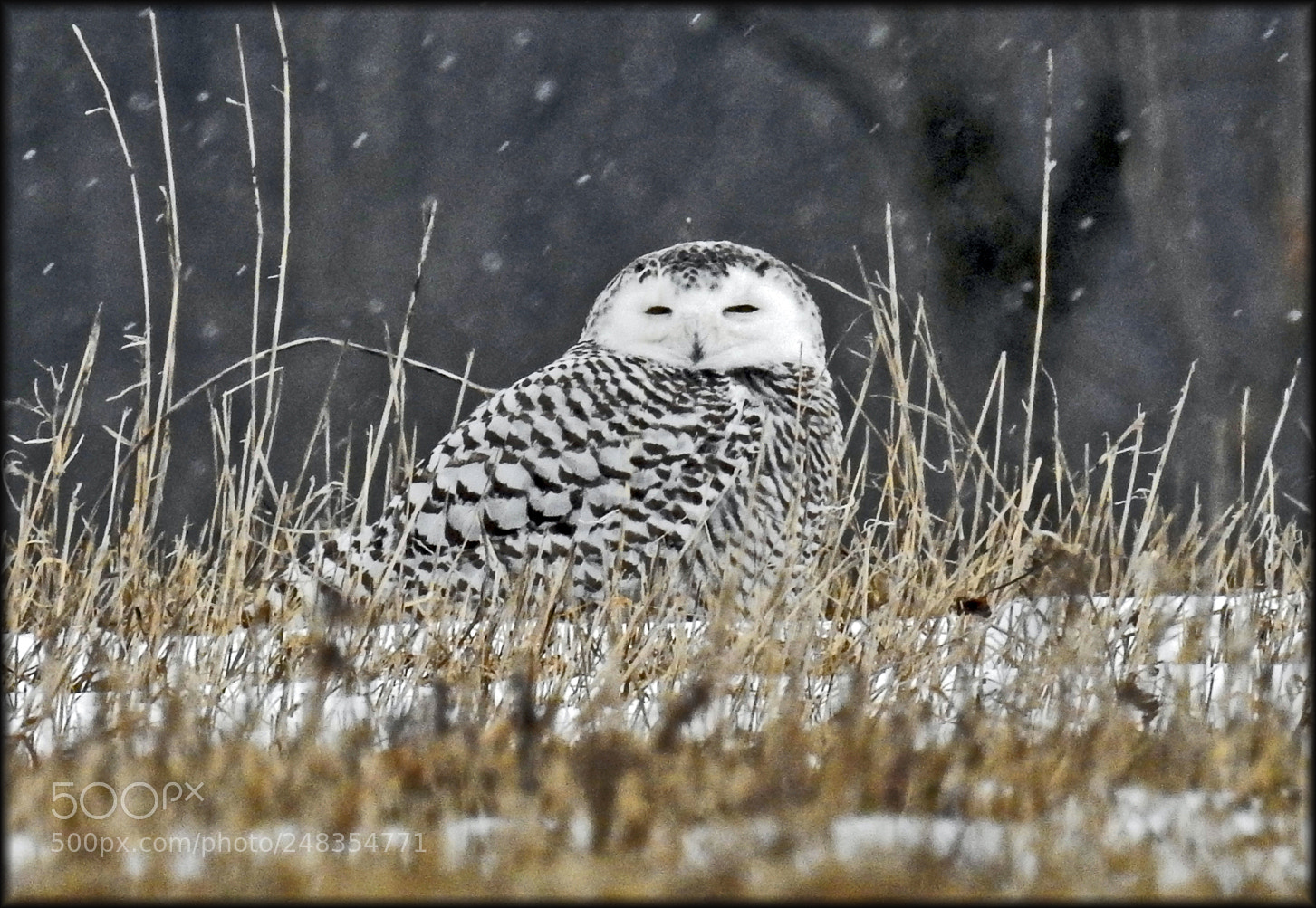 Nikon Coolpix P900 sample photo. Snowy owl photography