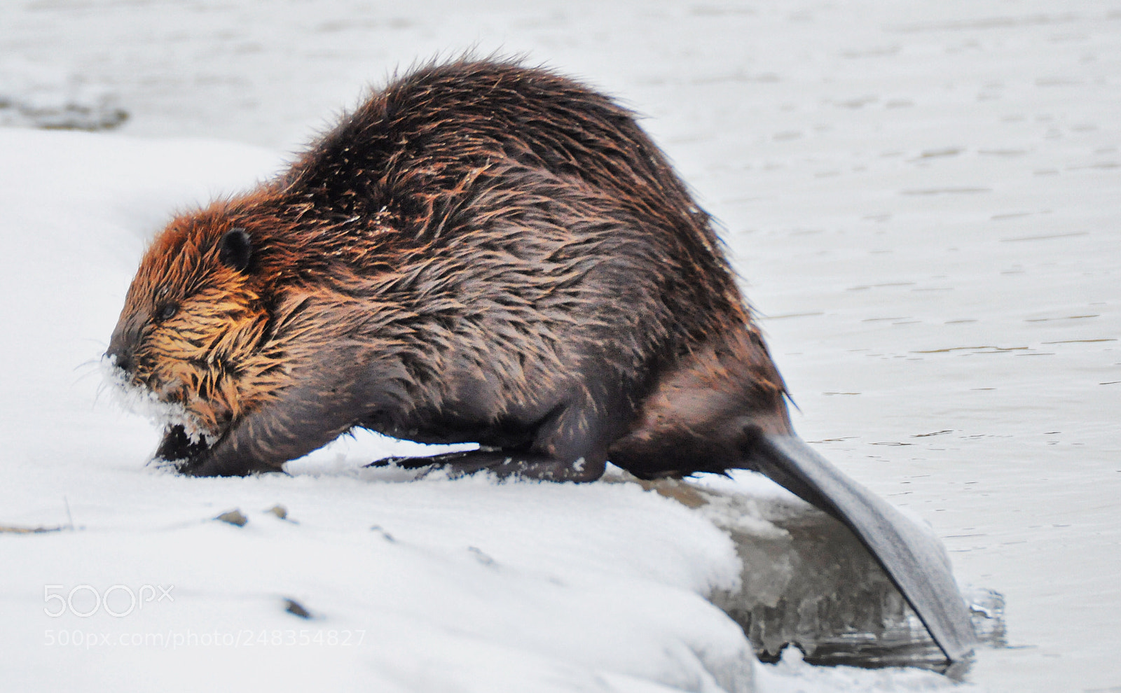 Nikon D90 sample photo. Beaver photography