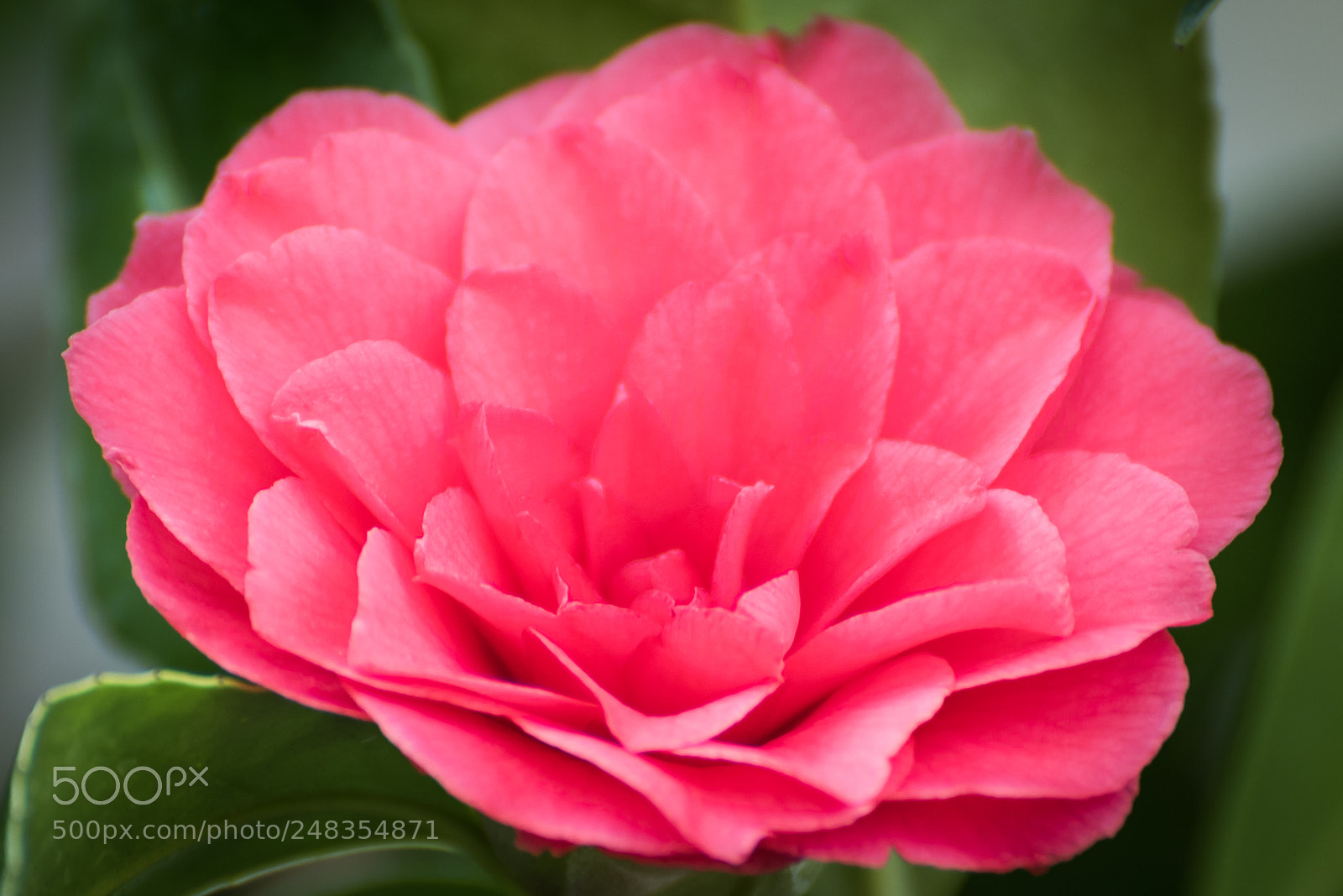 Nikon D810 sample photo. Camilla photography