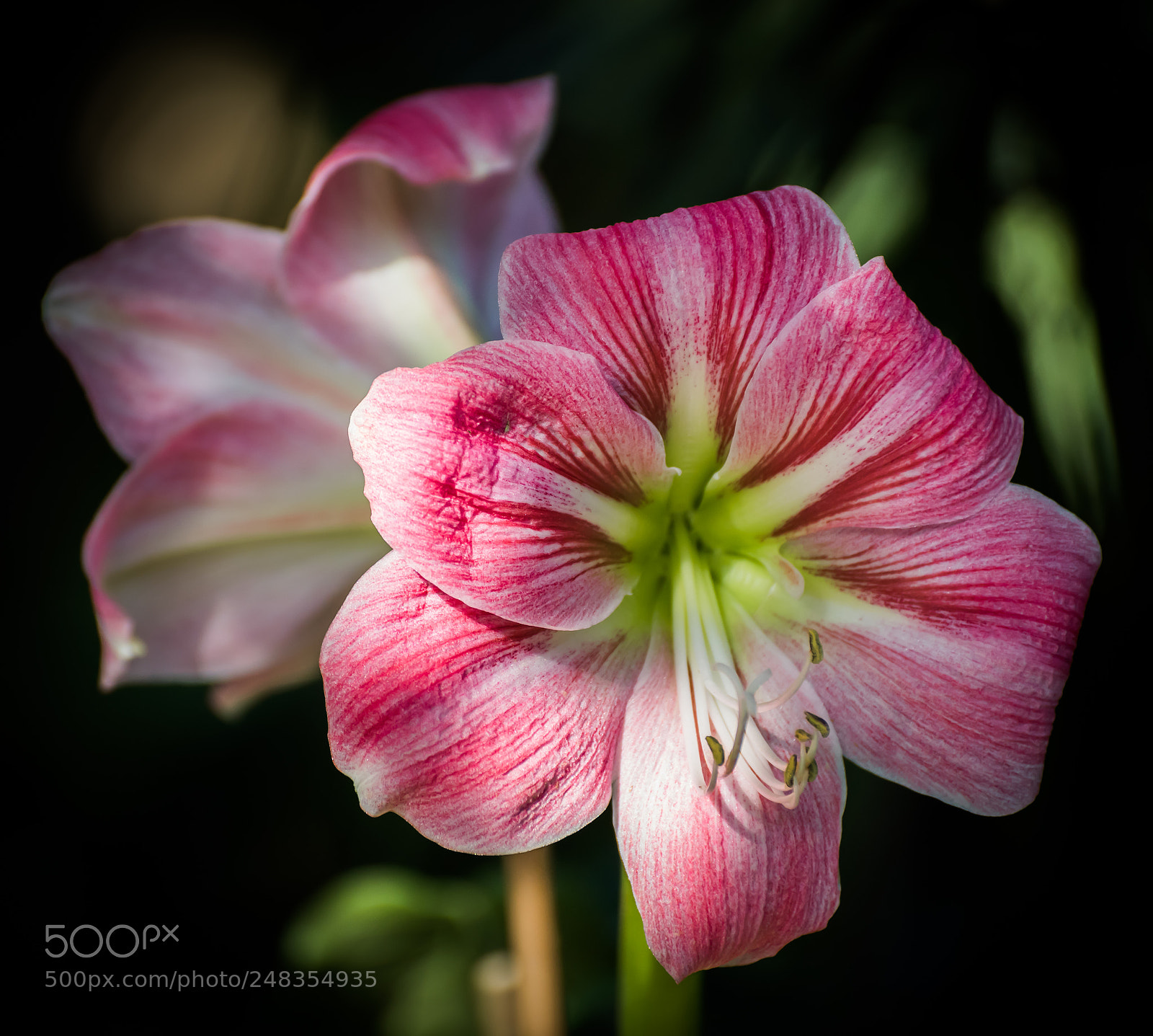 Nikon D810 sample photo. Amaryllis photography