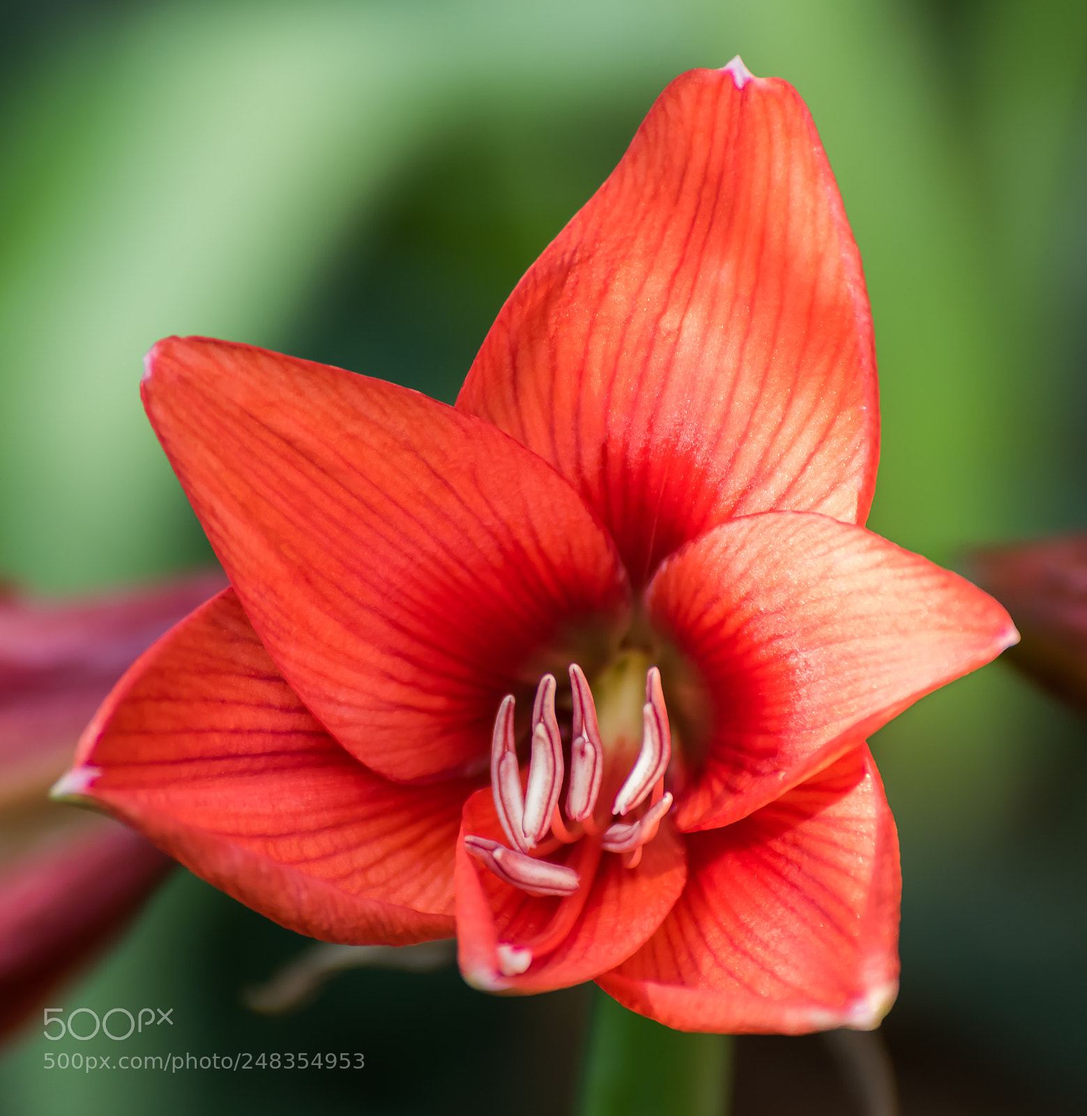 Nikon D810 sample photo. Amaryllis photography