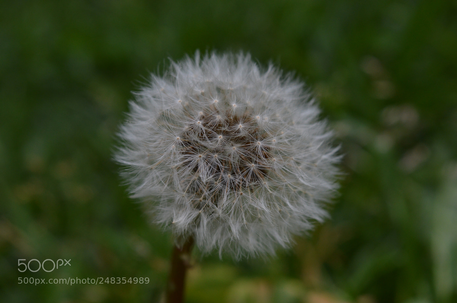 Nikon D3200 sample photo. Dainty photography