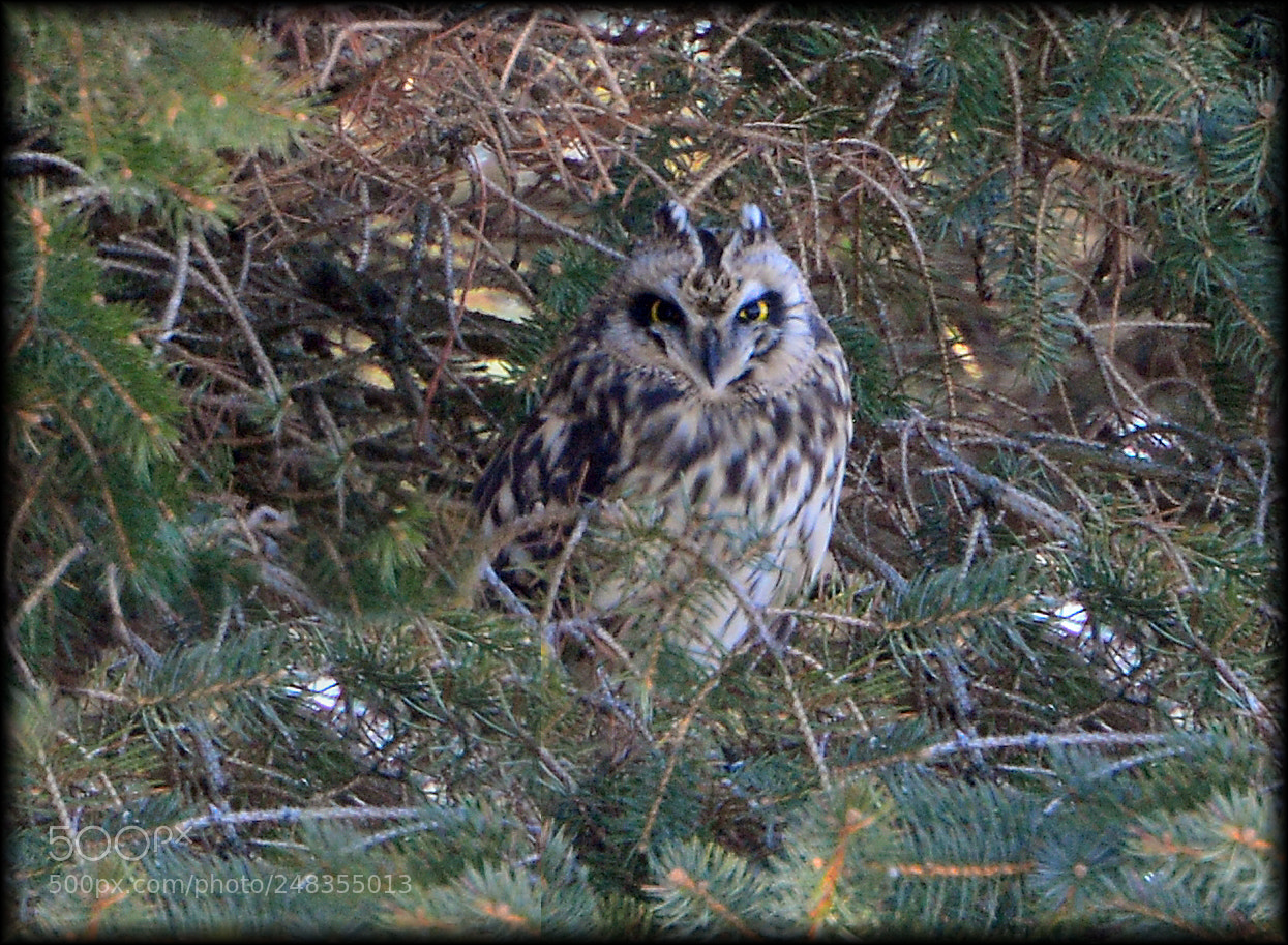 Nikon D610 sample photo. Short eared owl photography