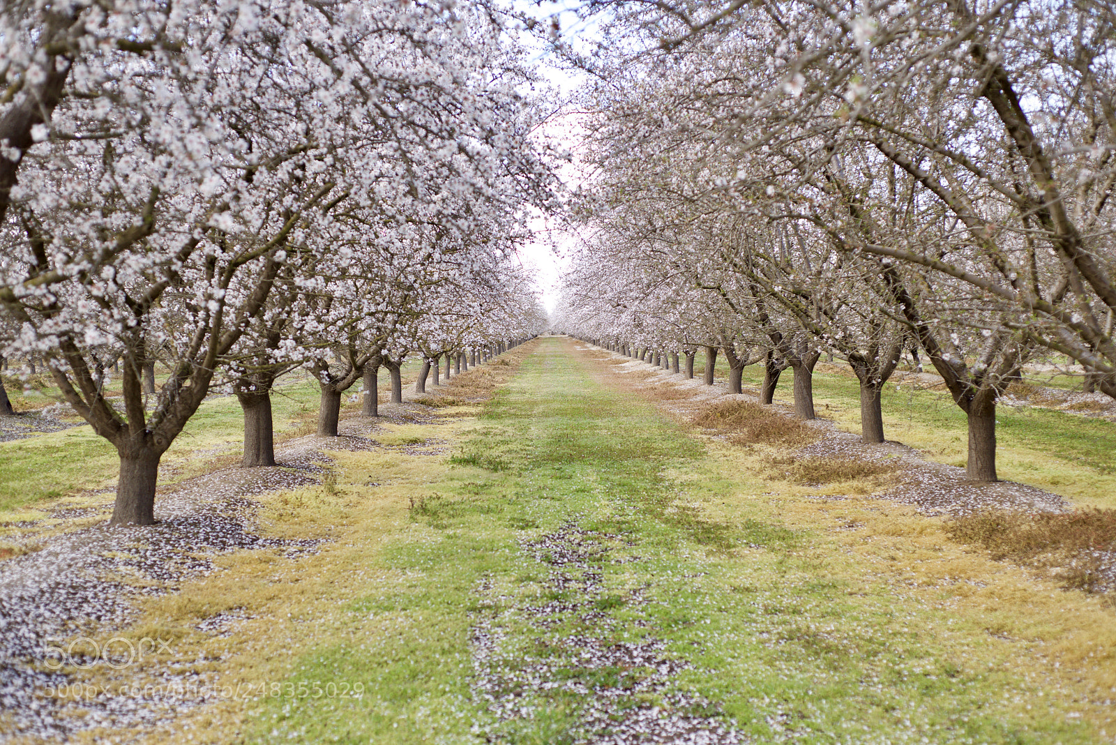 Nikon D810 sample photo. Orchards in bakersfield, ca photography
