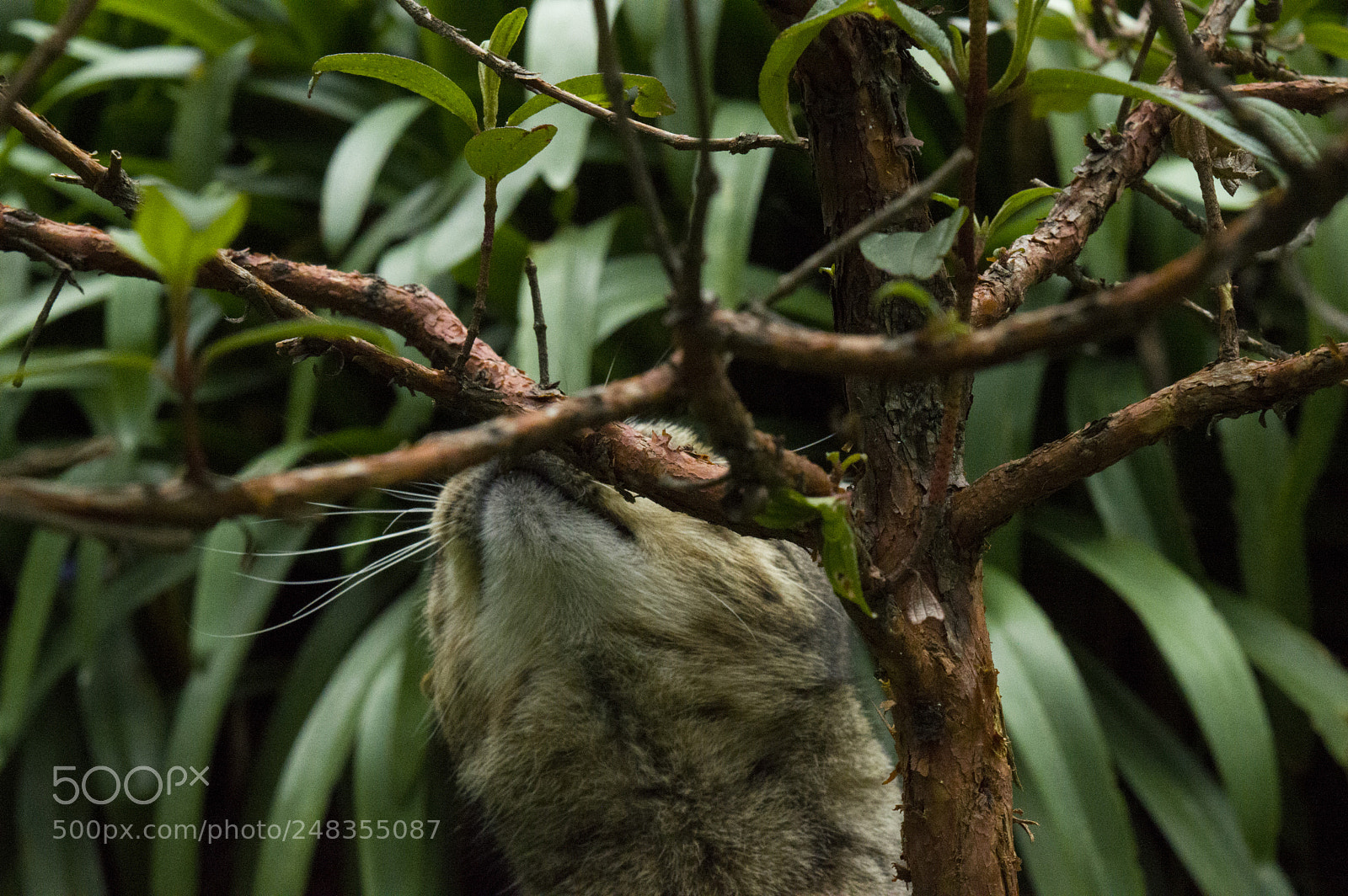 Nikon D3200 sample photo. Curiosidad photography