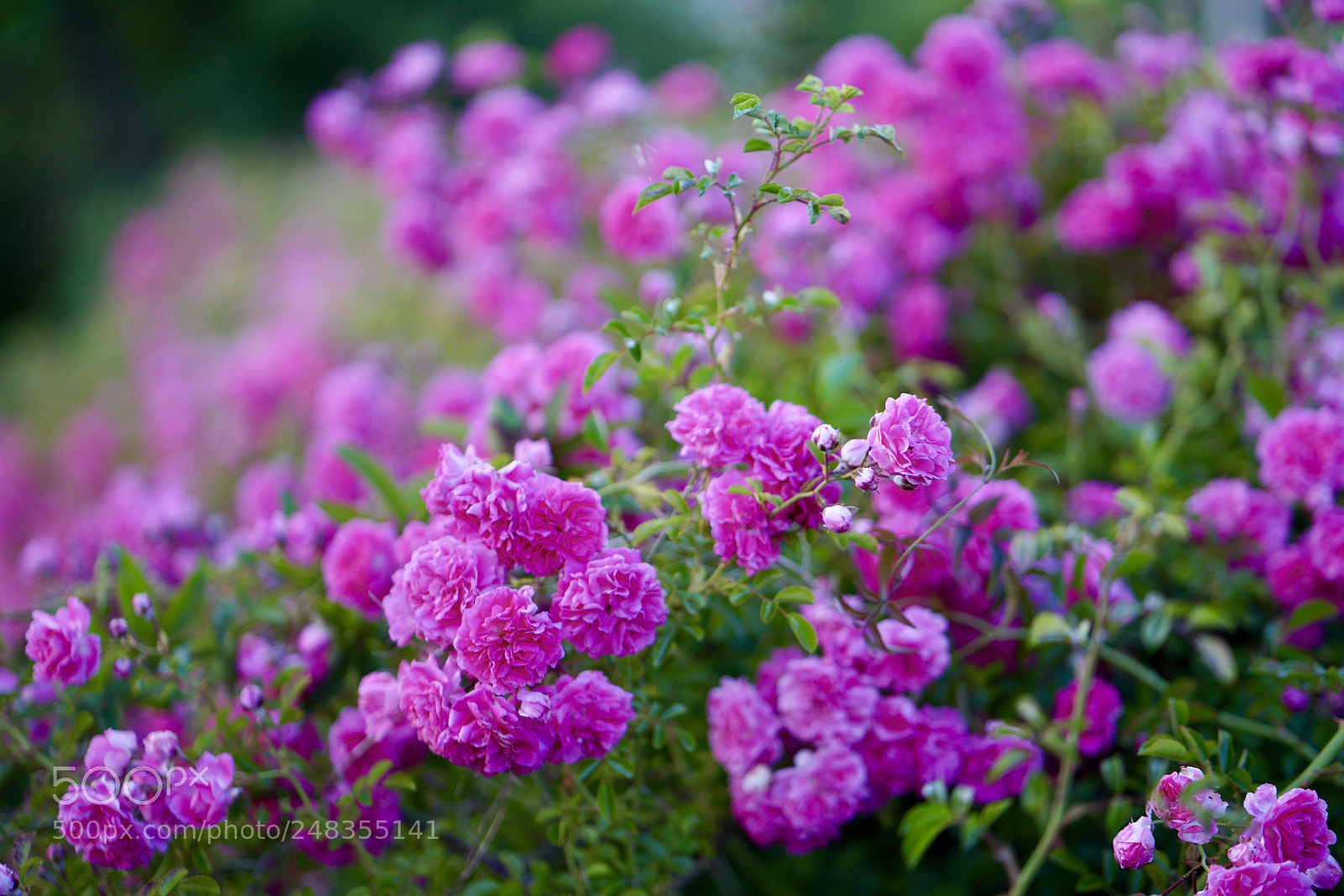 Sony a7R III sample photo. Untitled photography