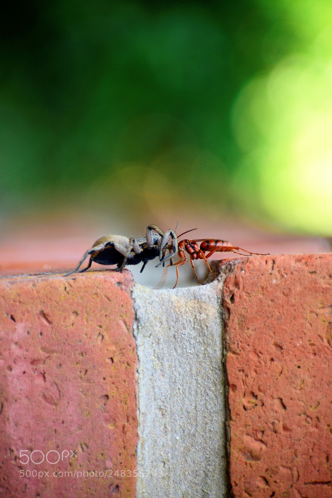 Nikon D5300 sample photo. Spider vs wasp photography