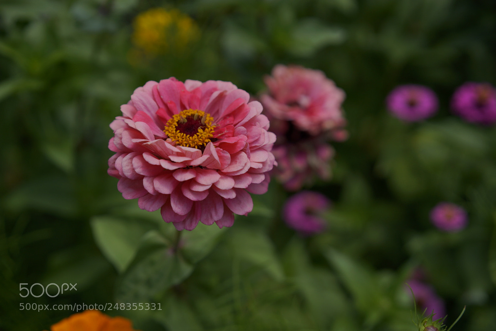 Sony a7R III sample photo. Untitled photography