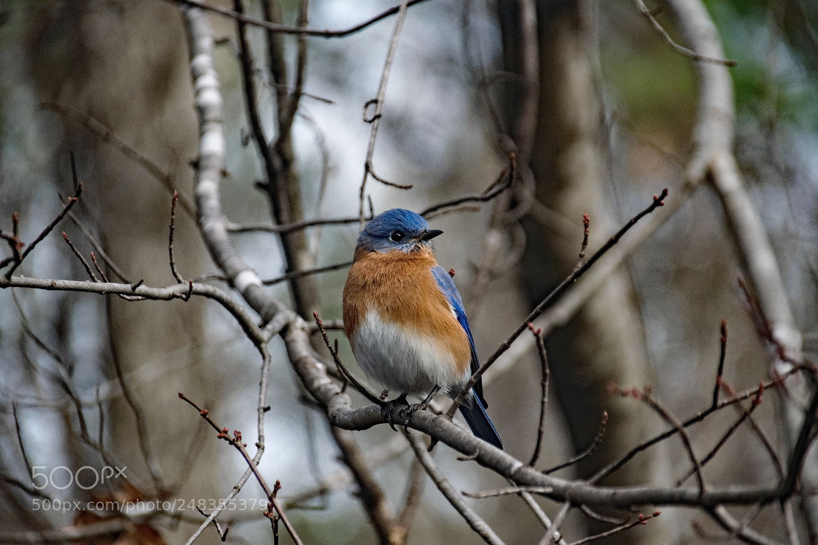 Nikon D5300 sample photo. Bluebird photography