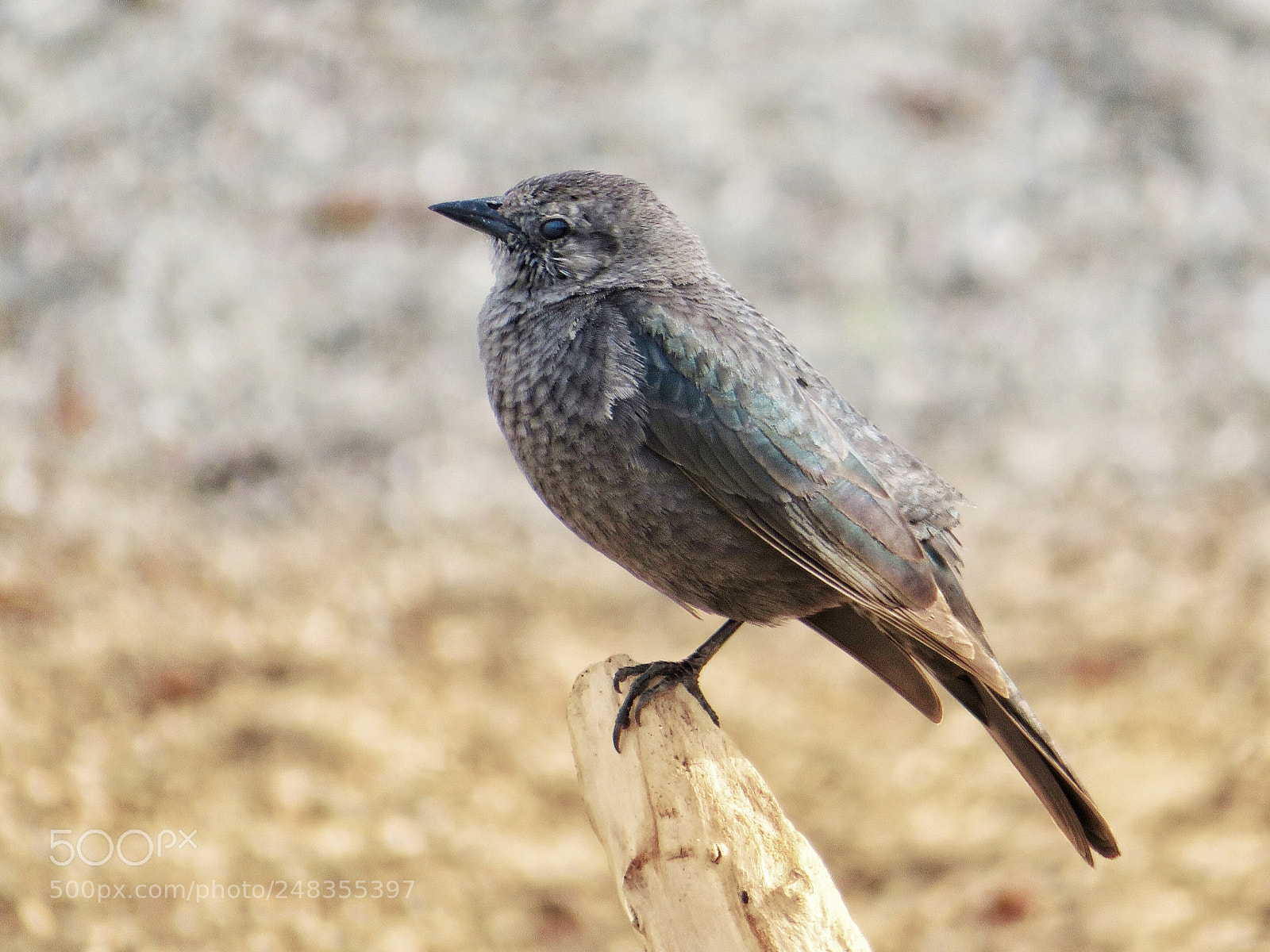 Canon PowerShot SX720 HS sample photo. A hint of green photography