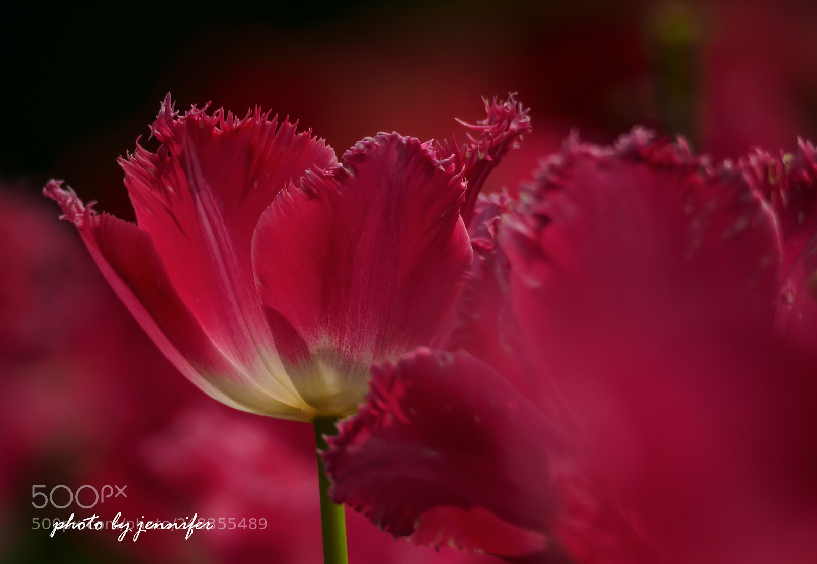 Olympus OM-D E-M1 sample photo. Red -2 photography