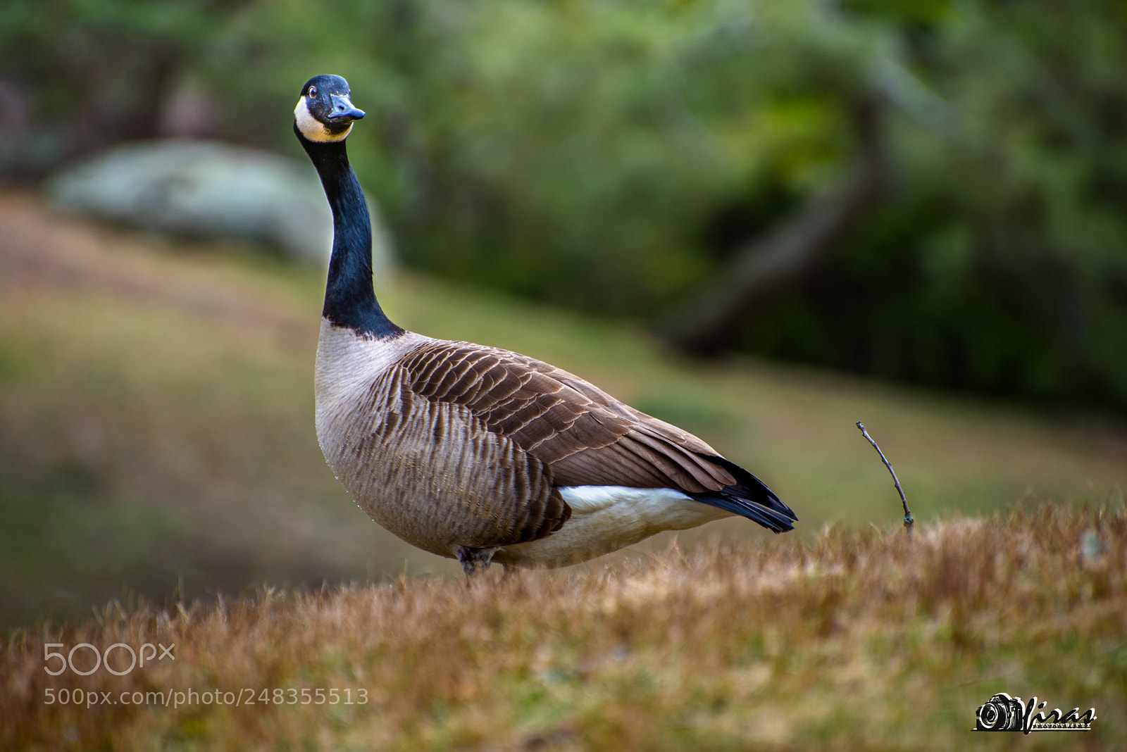 Nikon D610 sample photo. D photography