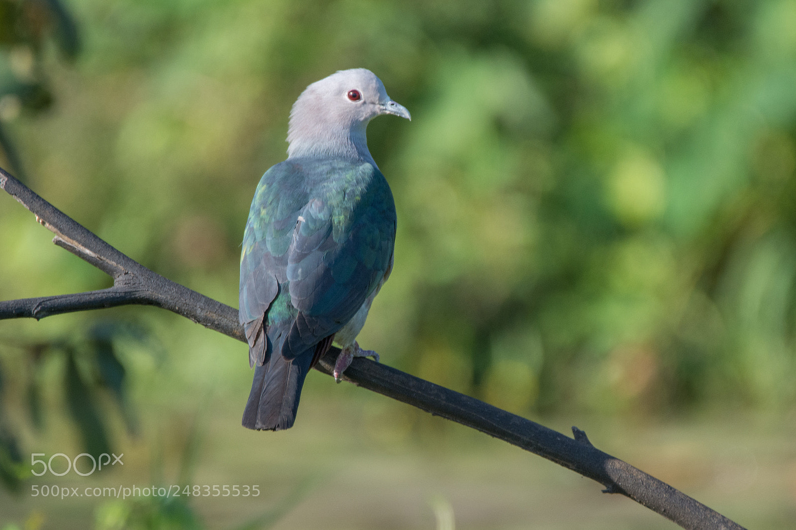 Nikon D7200 sample photo. Green imperial pigeon (dsc_5006) photography