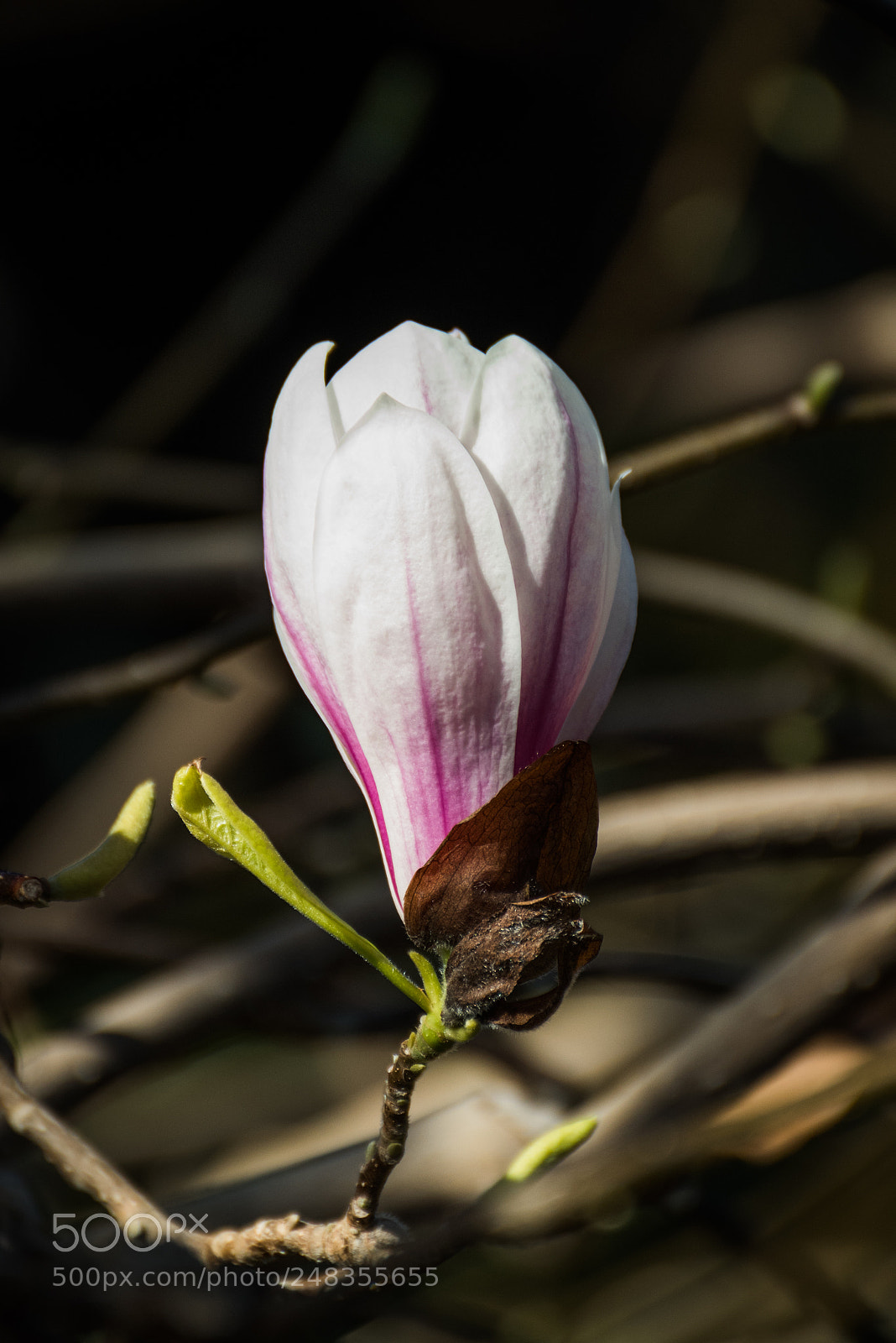 Nikon D810 sample photo. Saucer magnolia ii photography