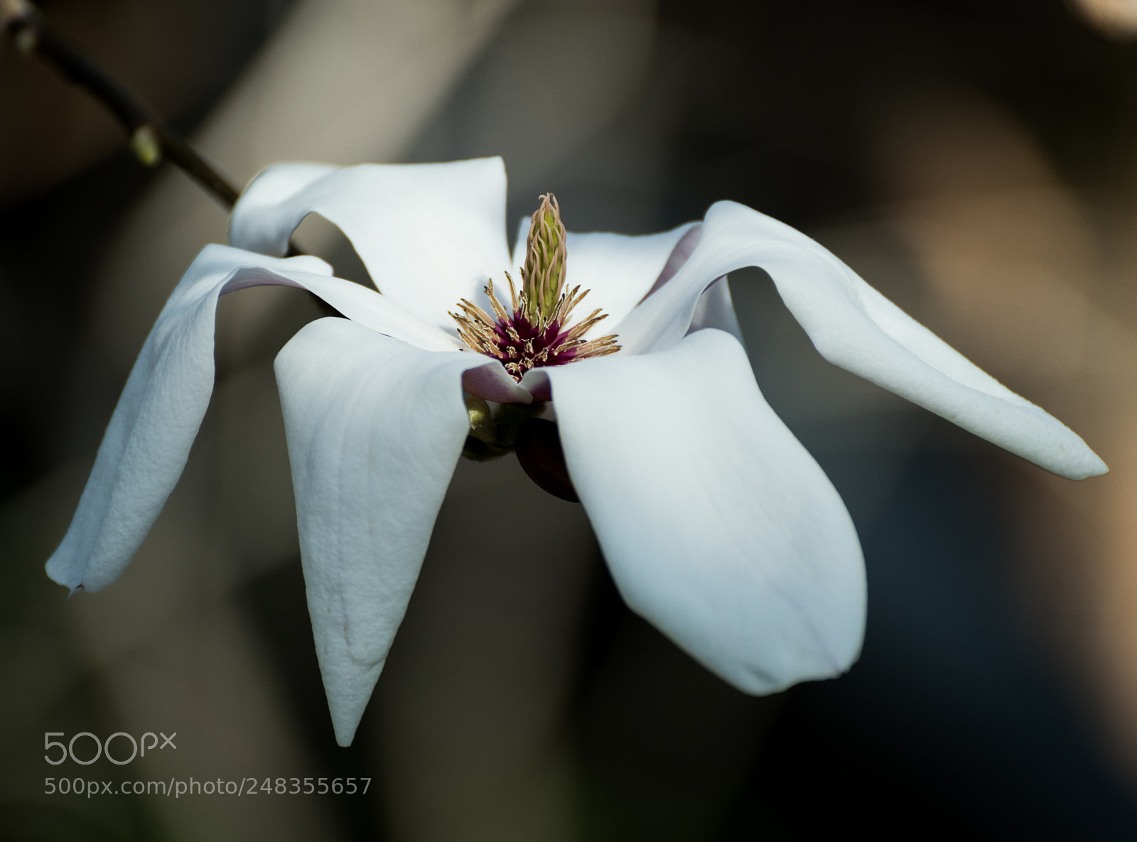Nikon D810 sample photo. Saucer magnolia photography