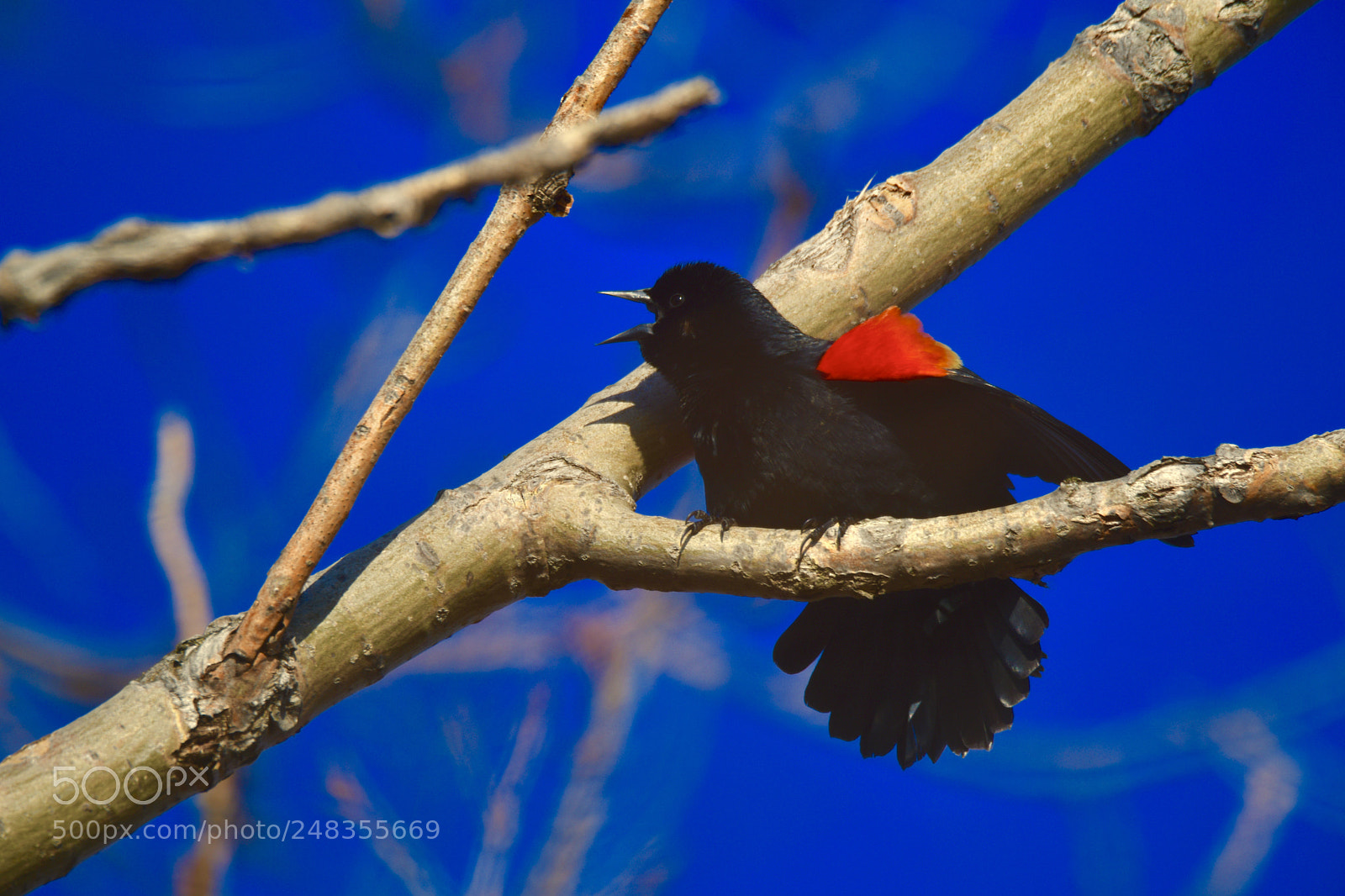 Nikon D850 sample photo. Red-winged blackbird photography