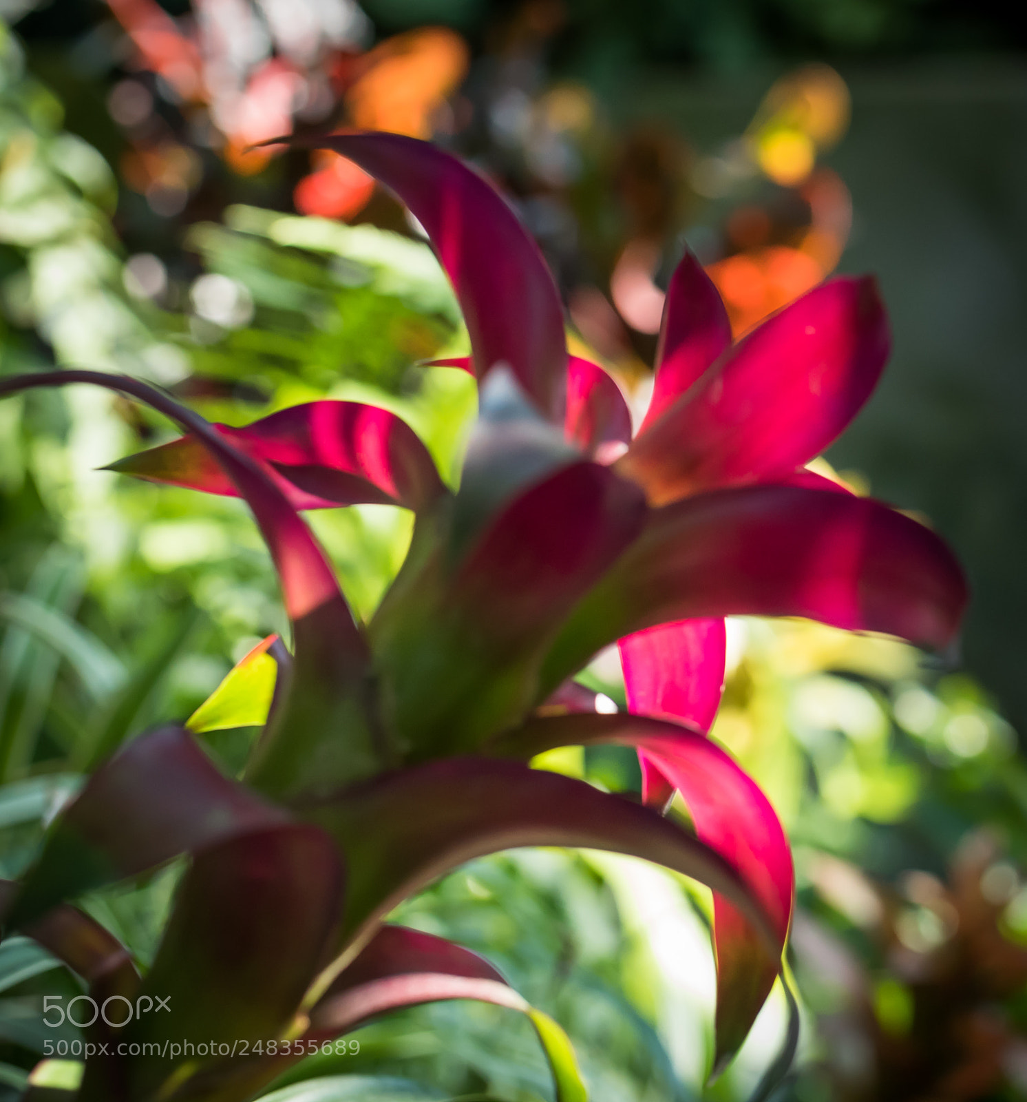 Nikon D810 sample photo. Through the bromeiliad photography