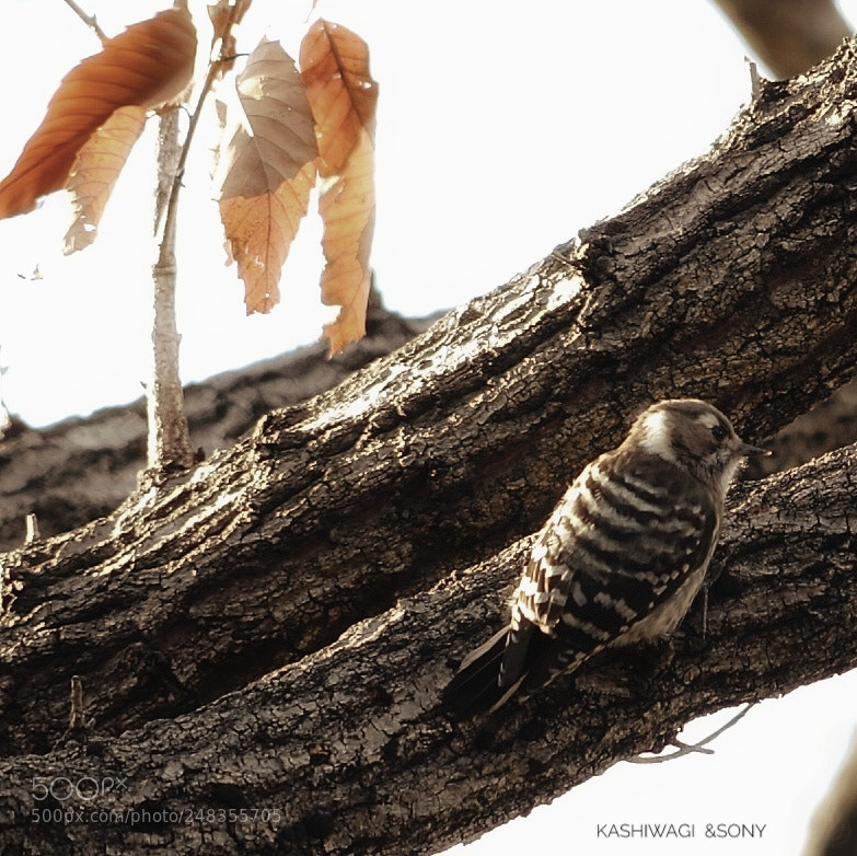 Sony a7 II sample photo. Japanese pygmy woodpecker shoots photography
