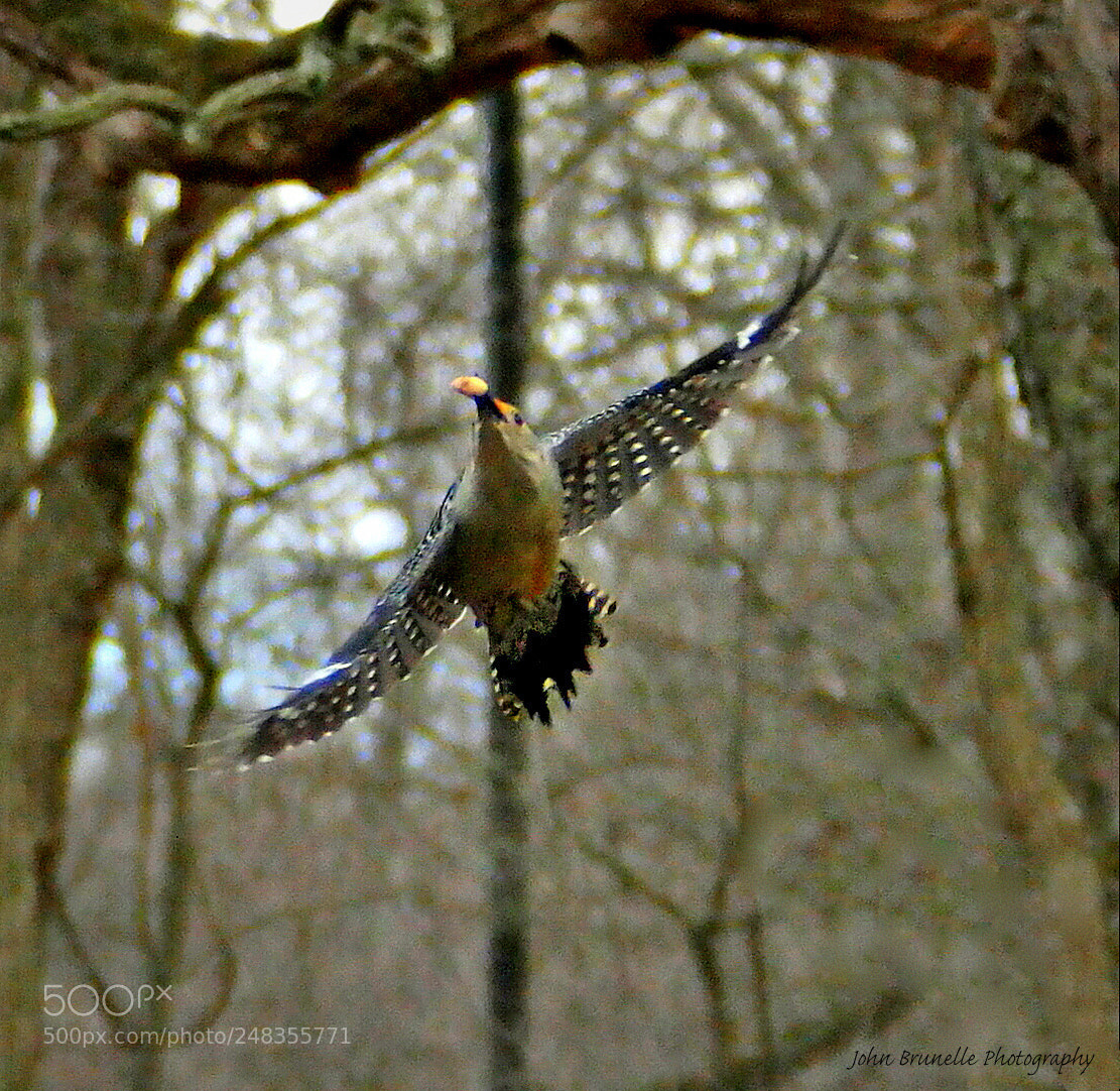 Samsung NX500 sample photo. Red-bellied woodpecker with peanut photography