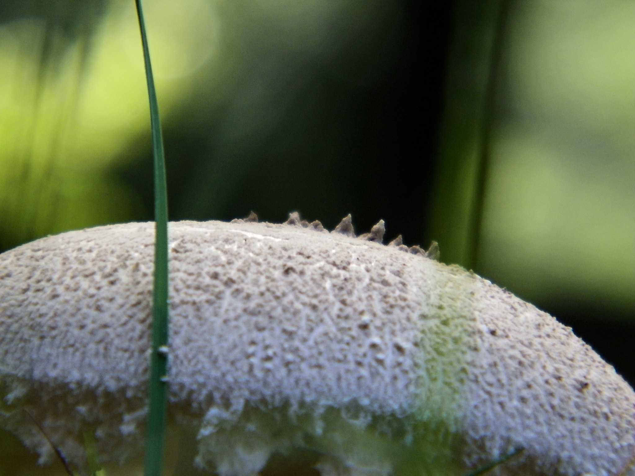 Kodak EASYSHARE Z1015 IS DIGITAL CAMERA sample photo. Macro mushroom photography