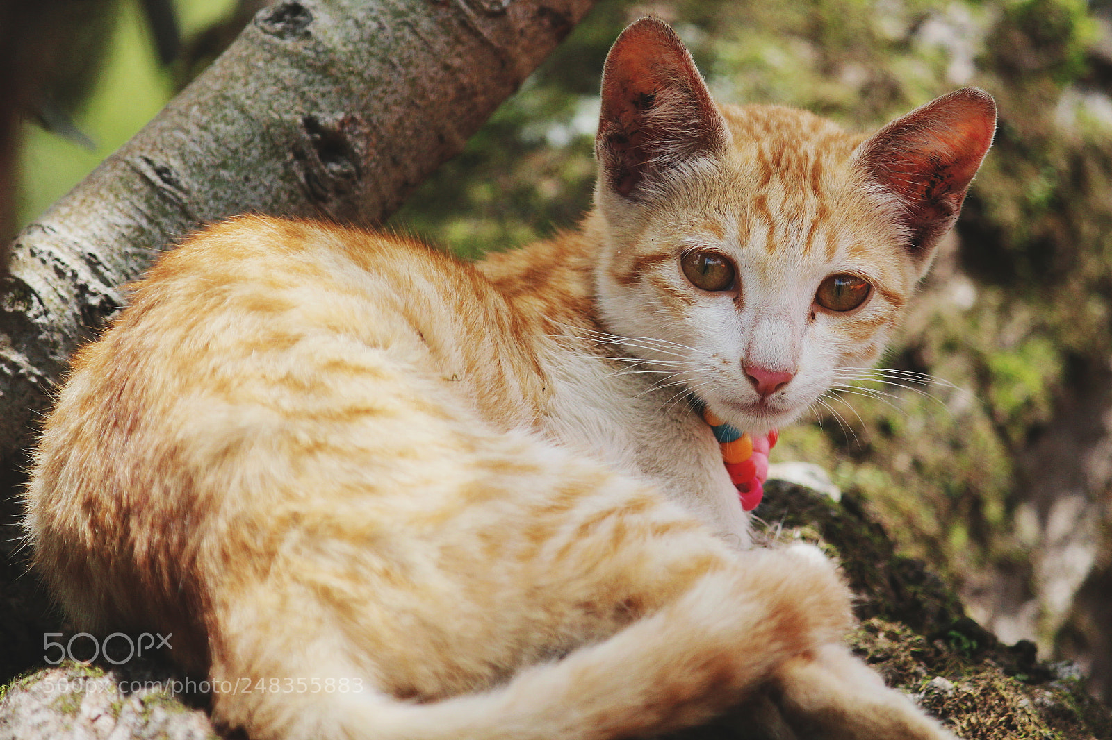 Canon EOS 700D (EOS Rebel T5i / EOS Kiss X7i) sample photo. Eyes on you photography