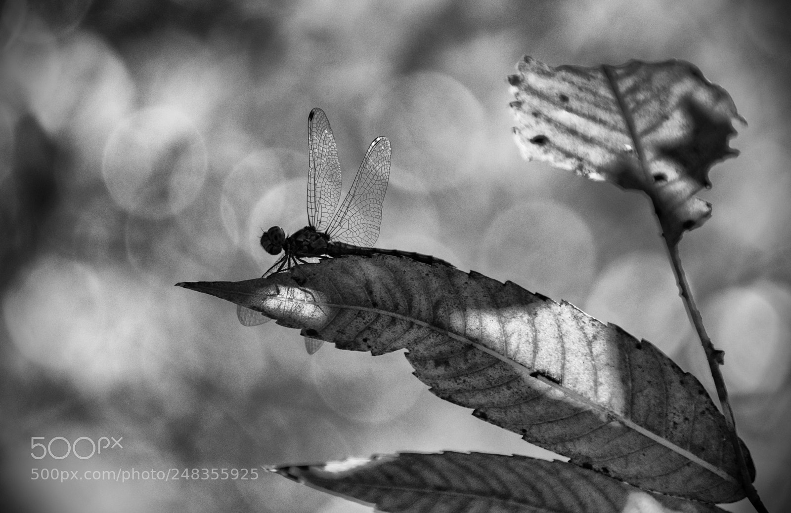 Nikon D5300 sample photo. Dragonfly photography