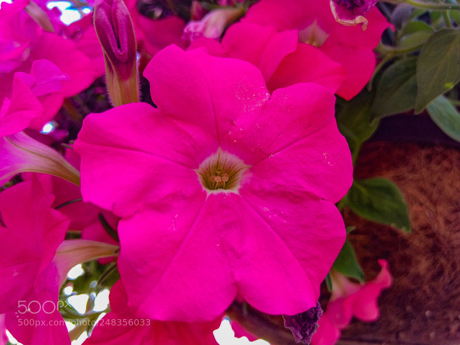 Motorola Moto G (4) sample photo. Flor photography