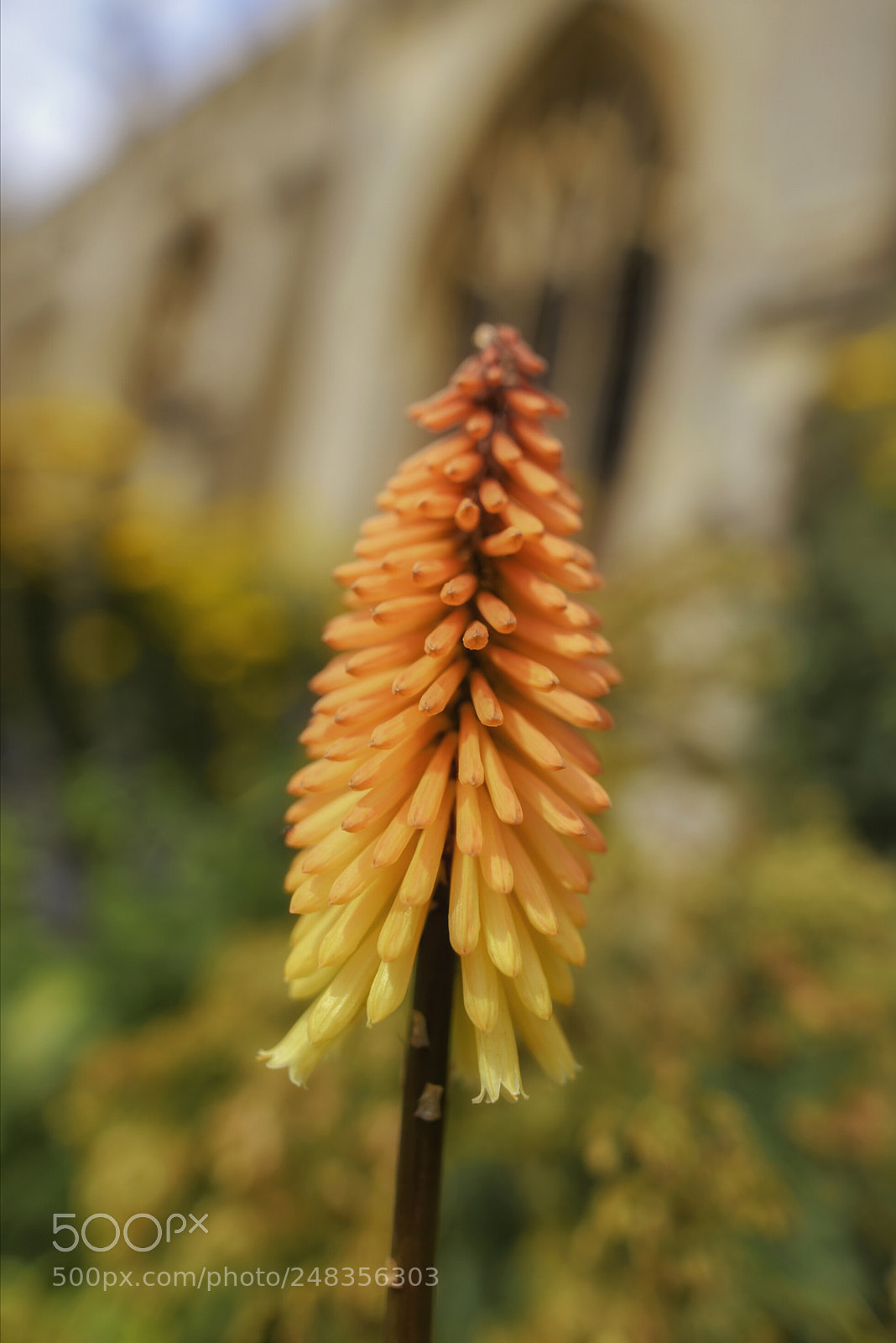 Nikon D810 sample photo. Torch flower photography