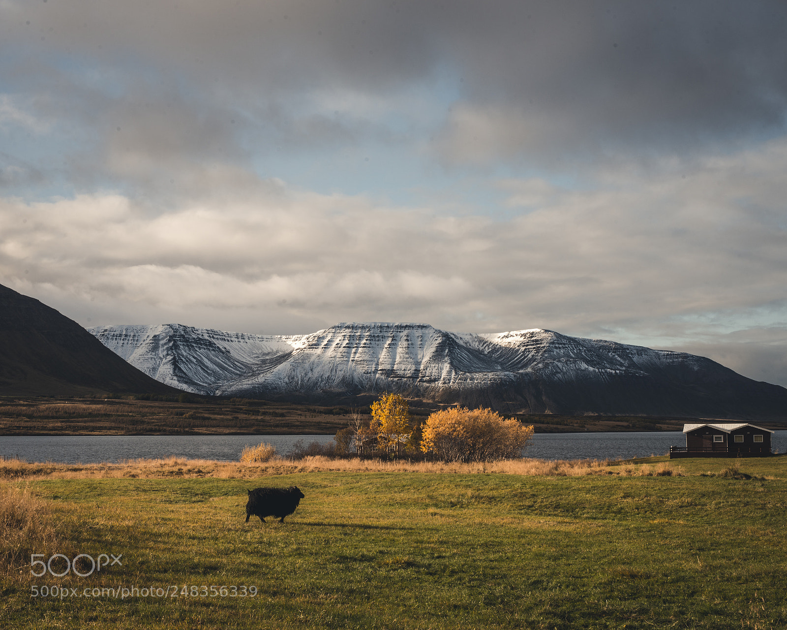 Nikon D600 sample photo. Black sheep - northern photography