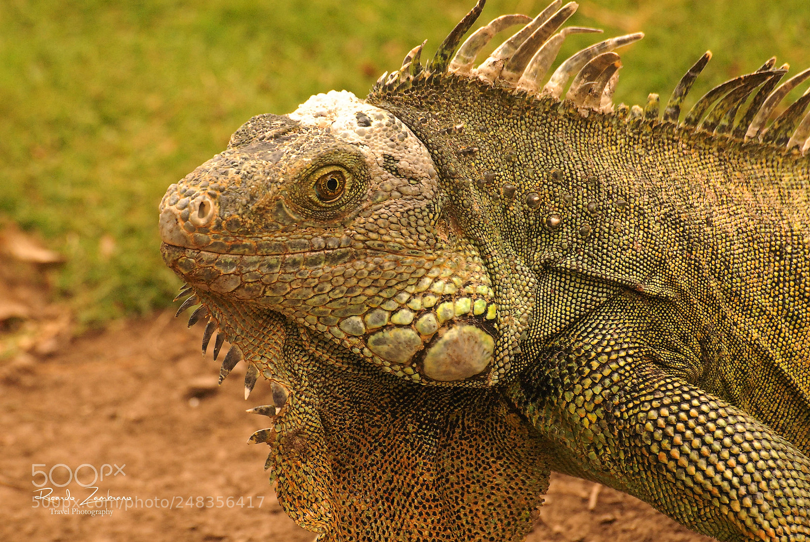 Nikon D200 sample photo. Parque de las iguanas photography