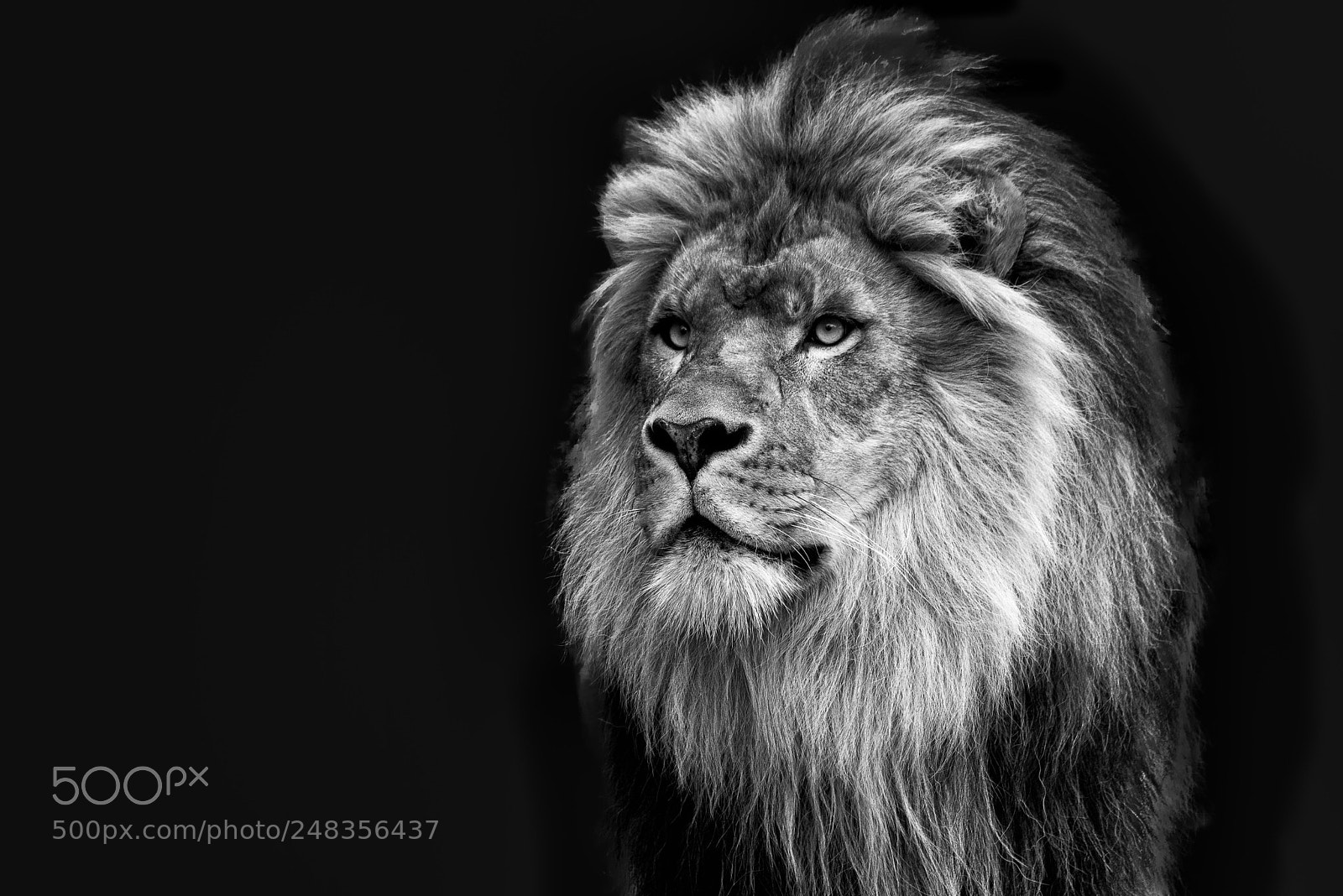 Nikon D810 sample photo. Powerful portrait photography