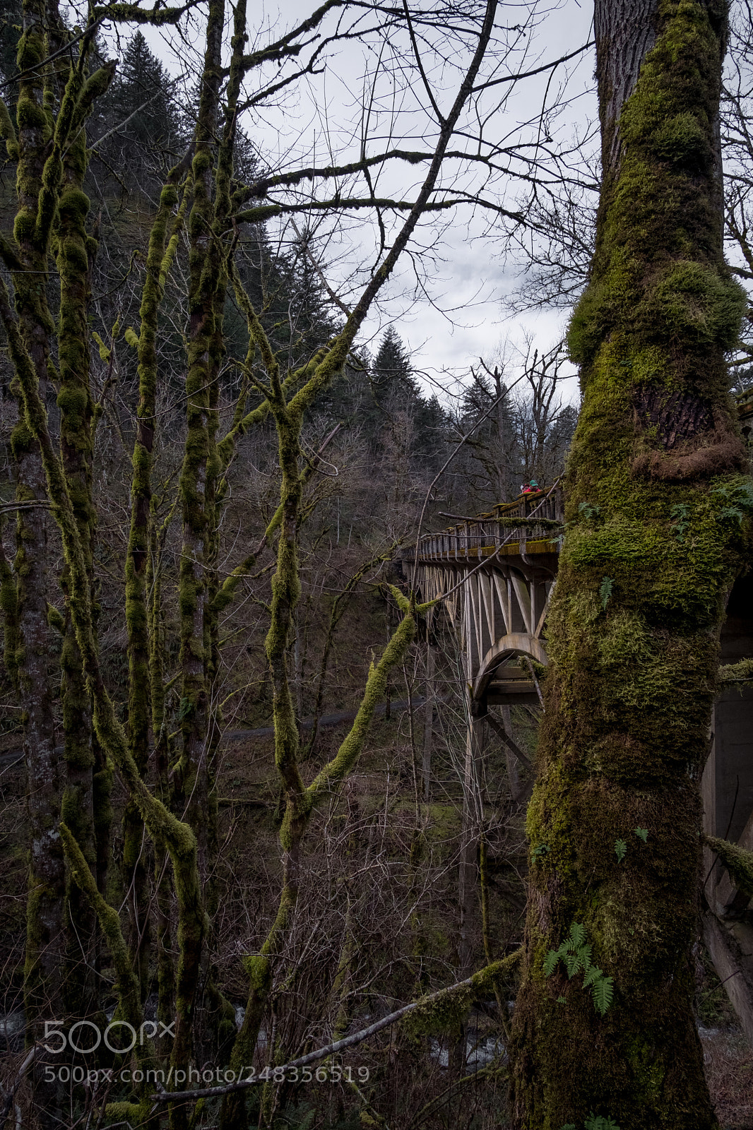 Fujifilm X-T2 sample photo. Bridge at latourell falls photography