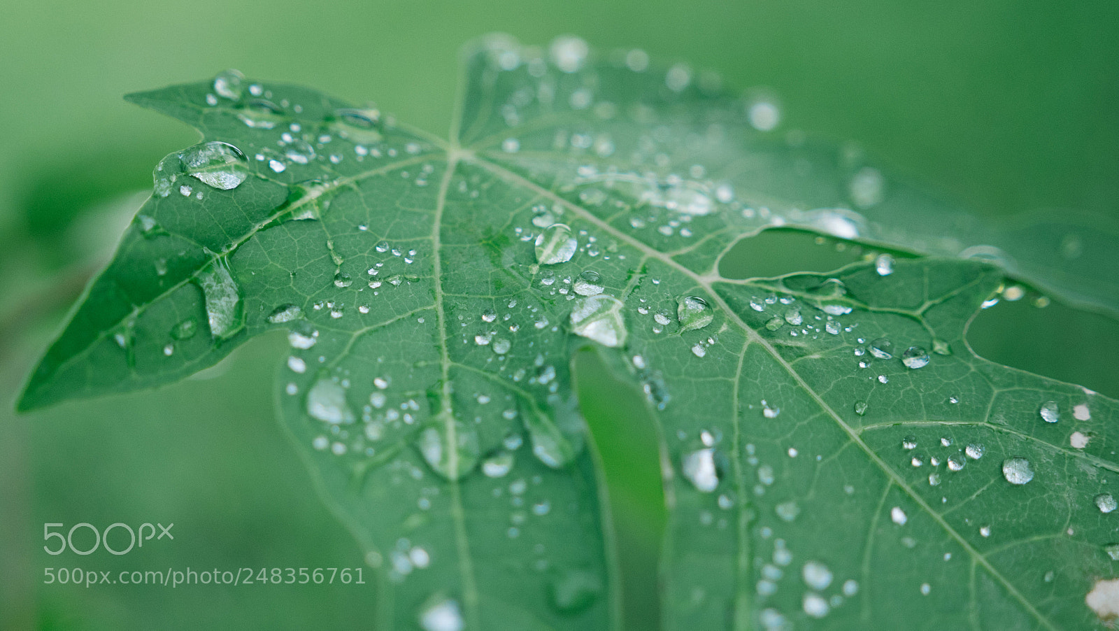 Panasonic Lumix DC-GH5 sample photo. Raindrops leaf photography